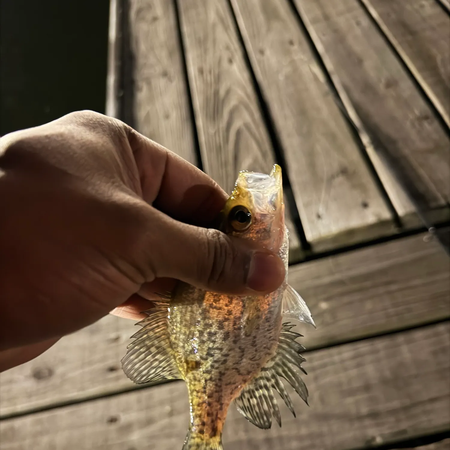Black crappie caught on Fishbrain