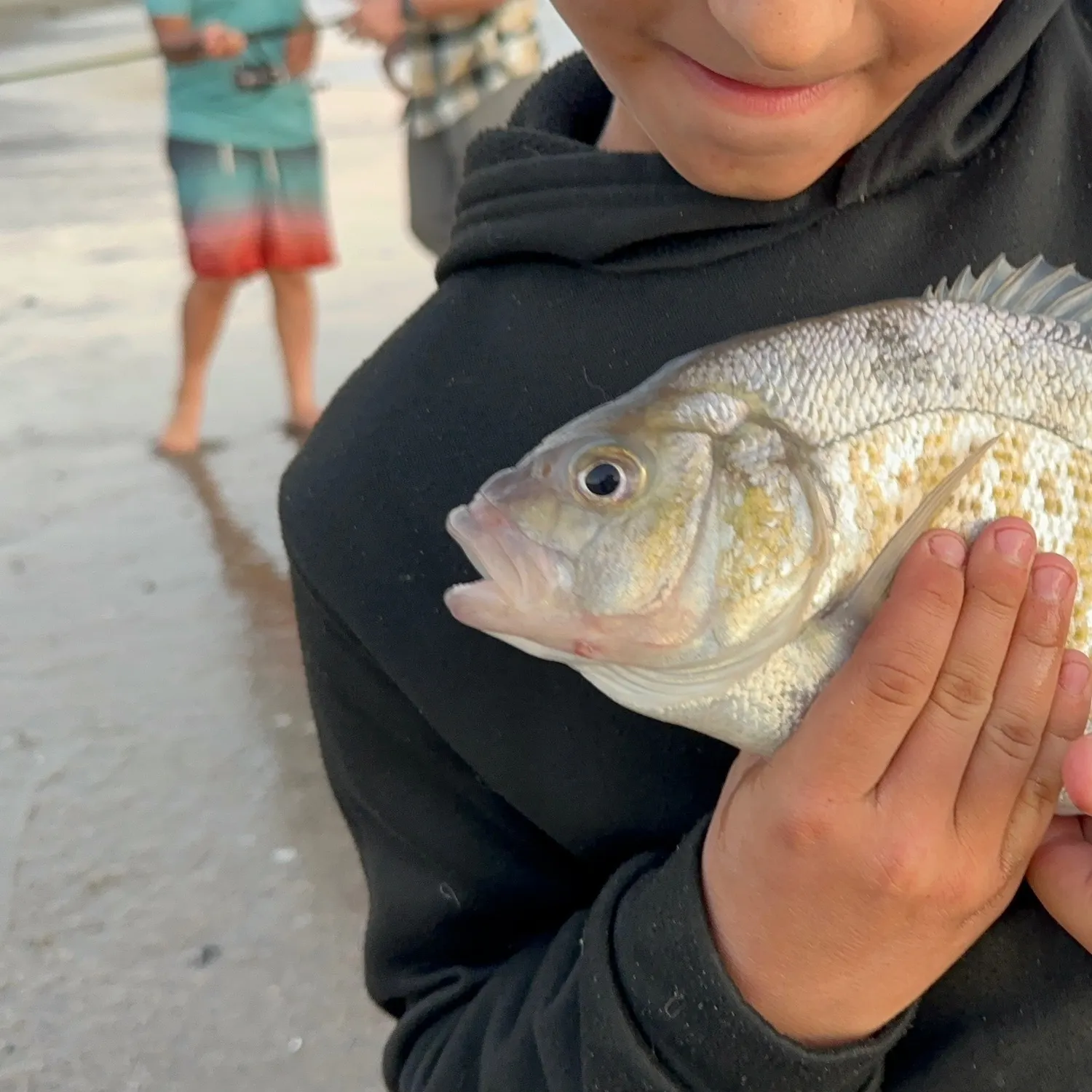 The most recent Barred surfperch catches on Fishbrain