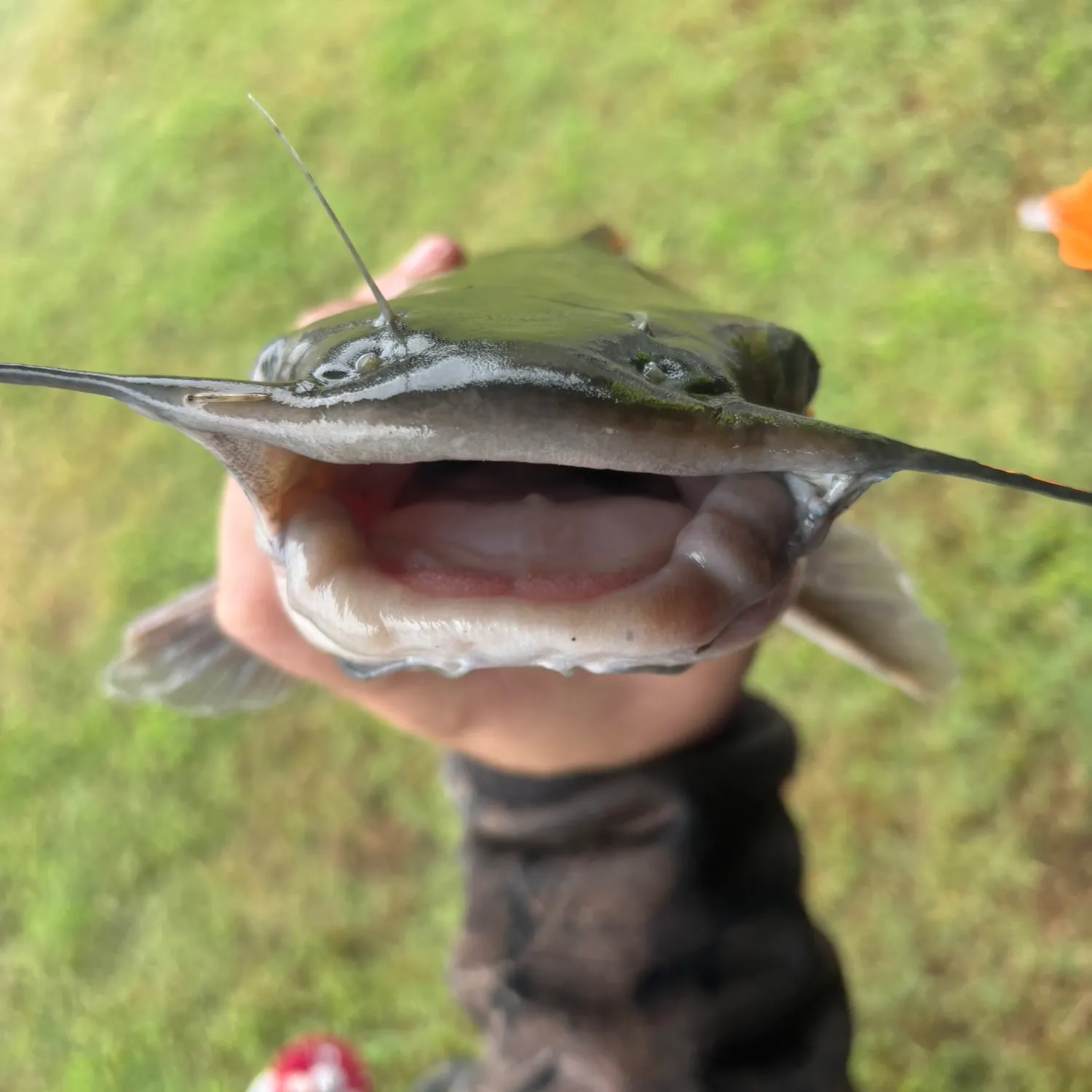 Channel catfish caught on Fishbrain