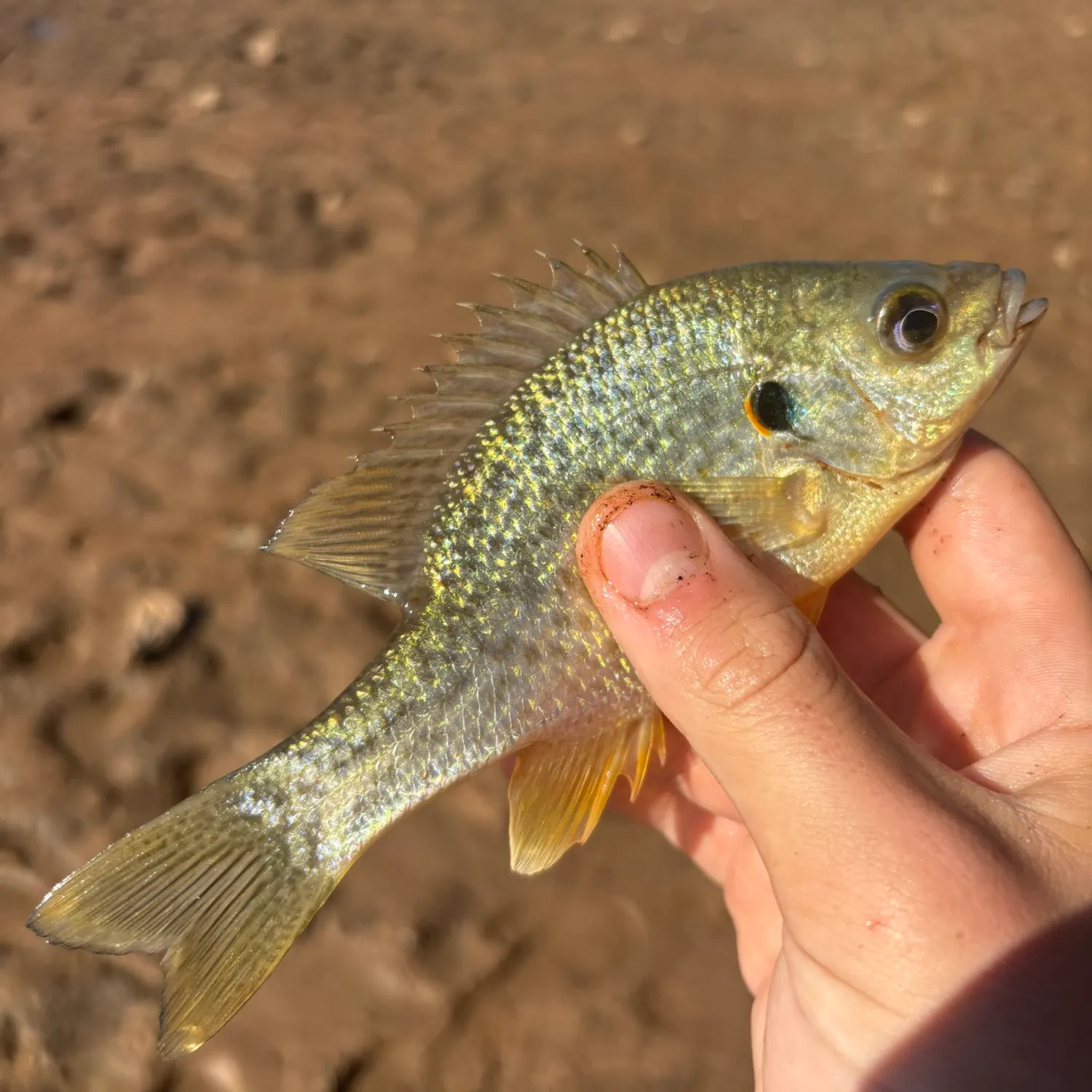 Redear sunfish caught on Fishbrain