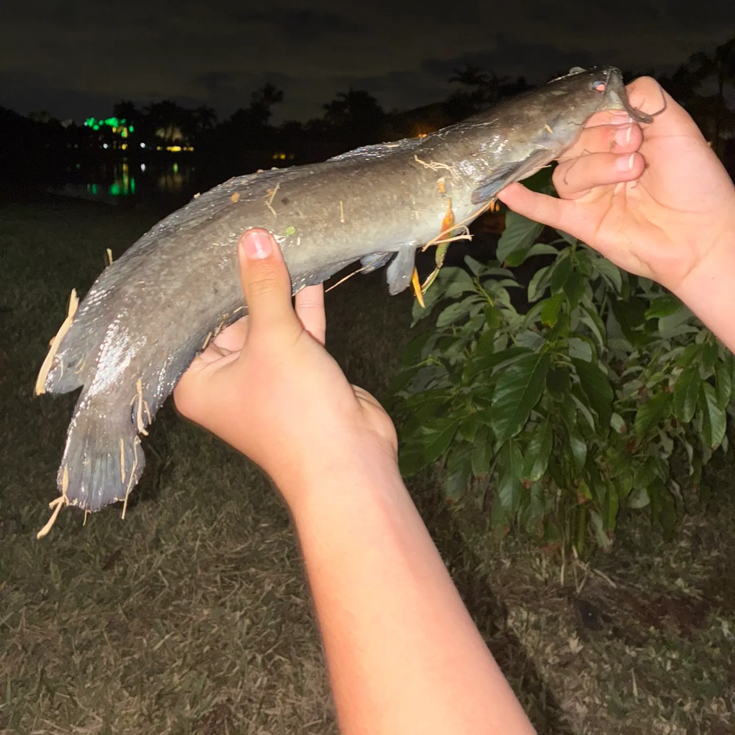 The most recent Walking catfish catches on Fishbrain
