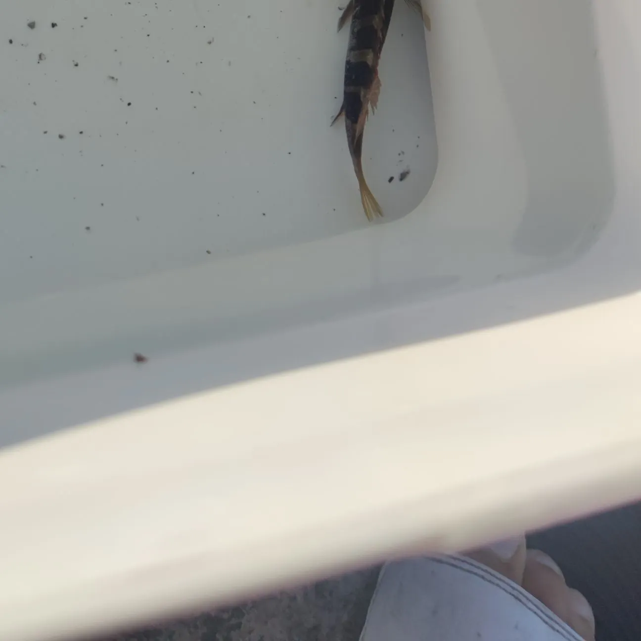 The most recent Painted comber catches on Fishbrain