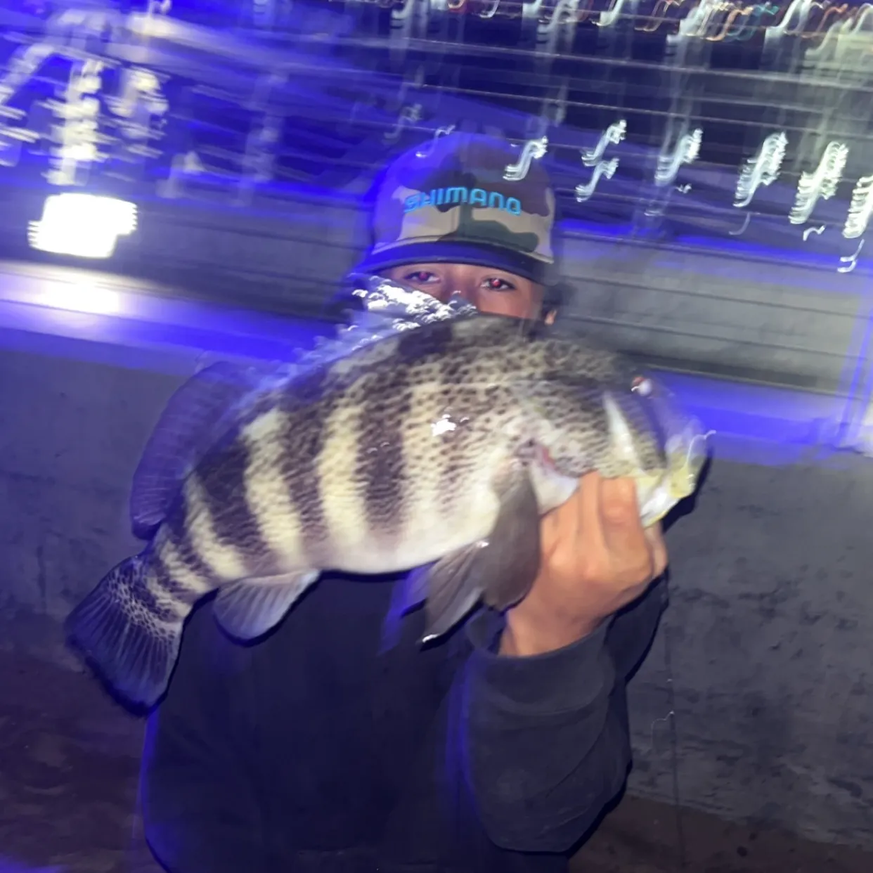 The most recent Spotted sand bass catches on Fishbrain