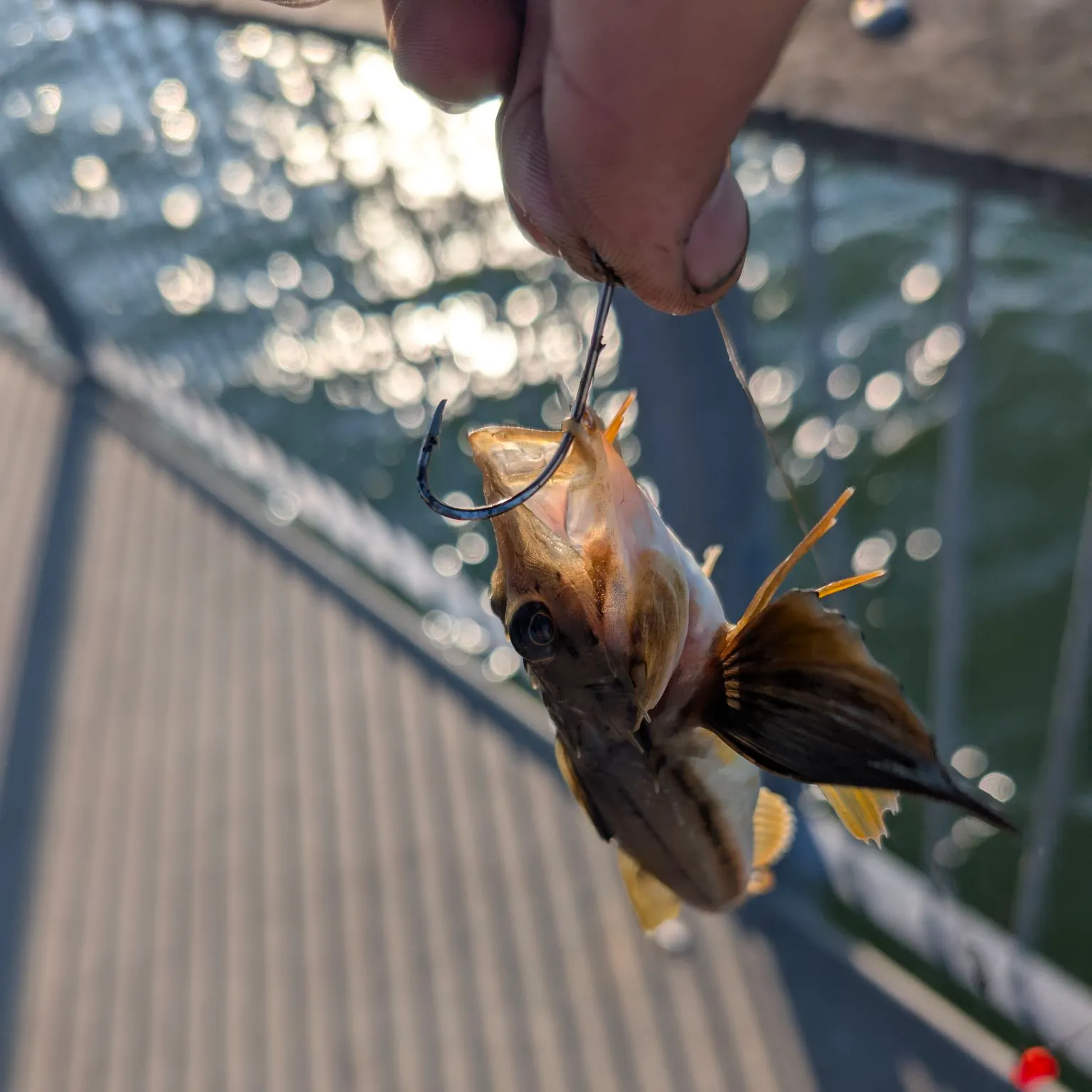 Striped searobin caught on Fishbrain
