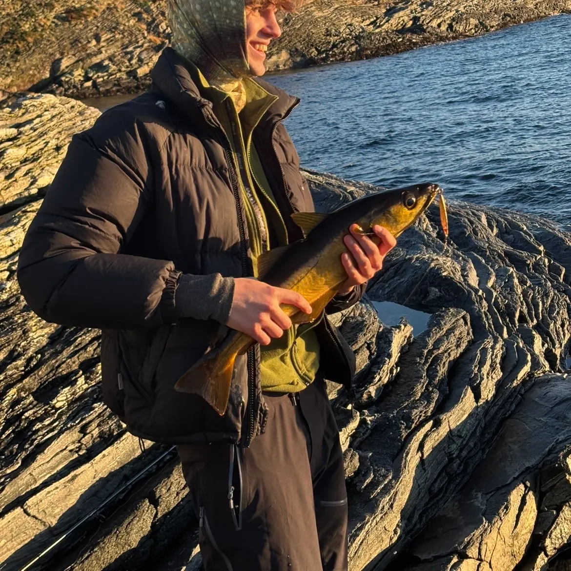 The most recent Pollack catches on Fishbrain