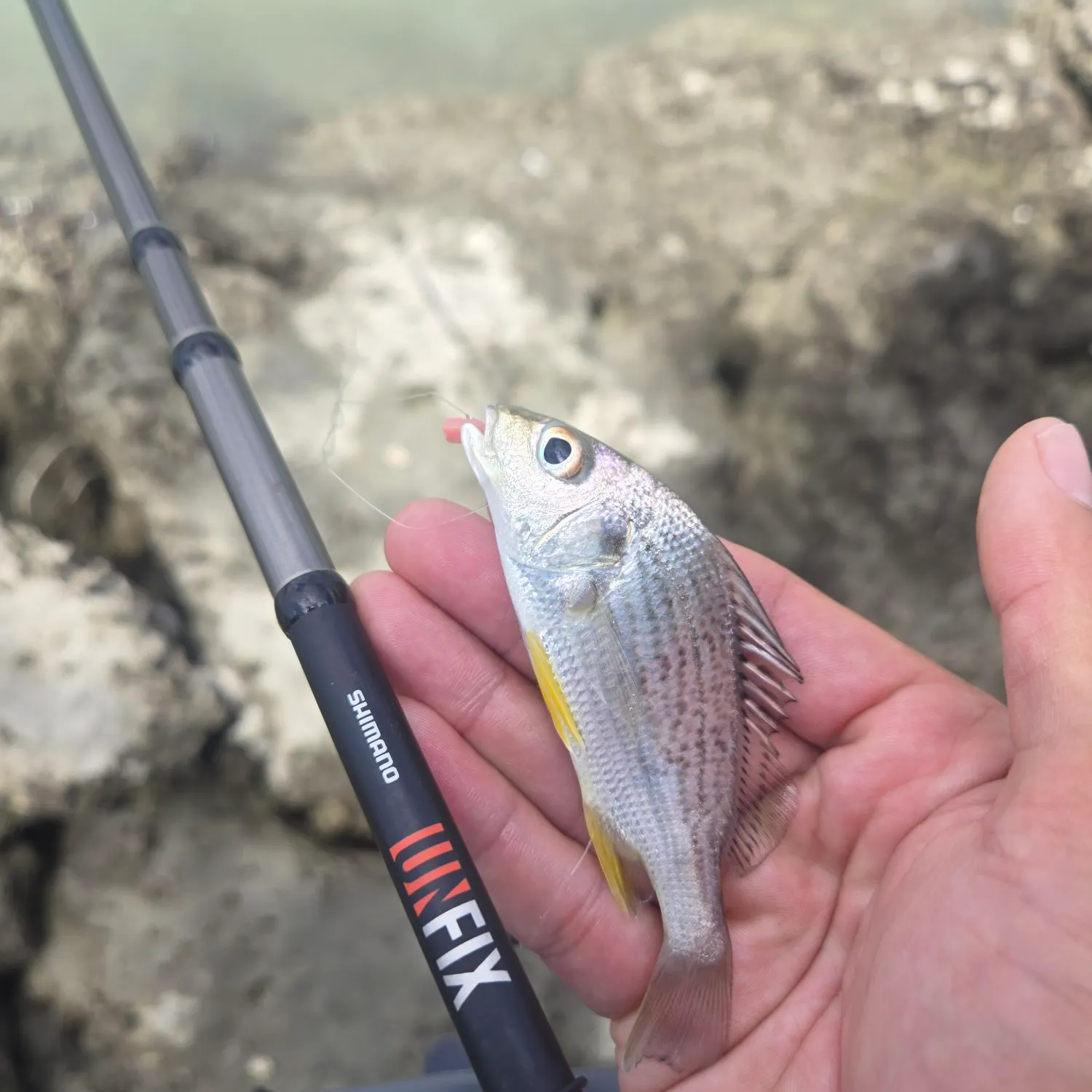 The most recent Yellowfin mojarra catches on Fishbrain