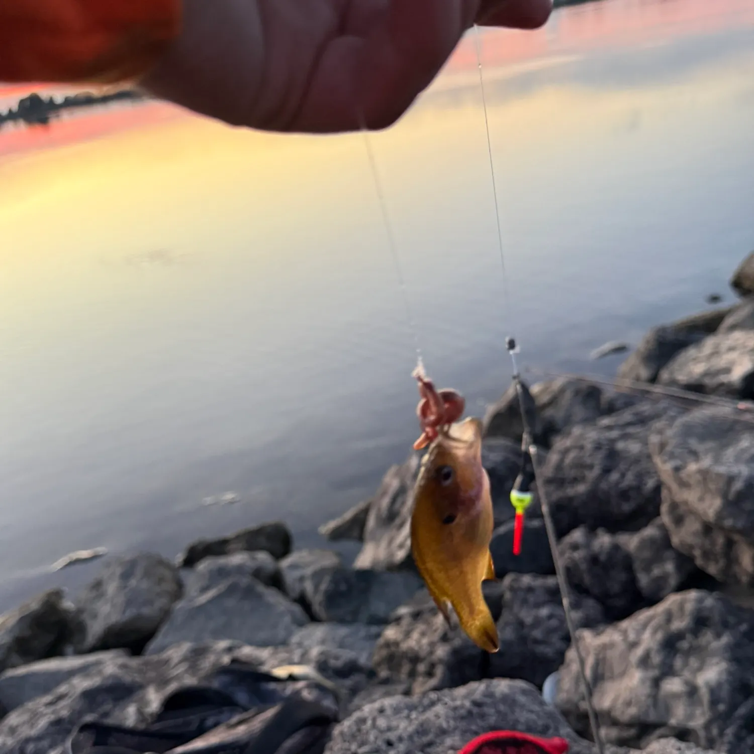 Green sunfish caught on Fishbrain