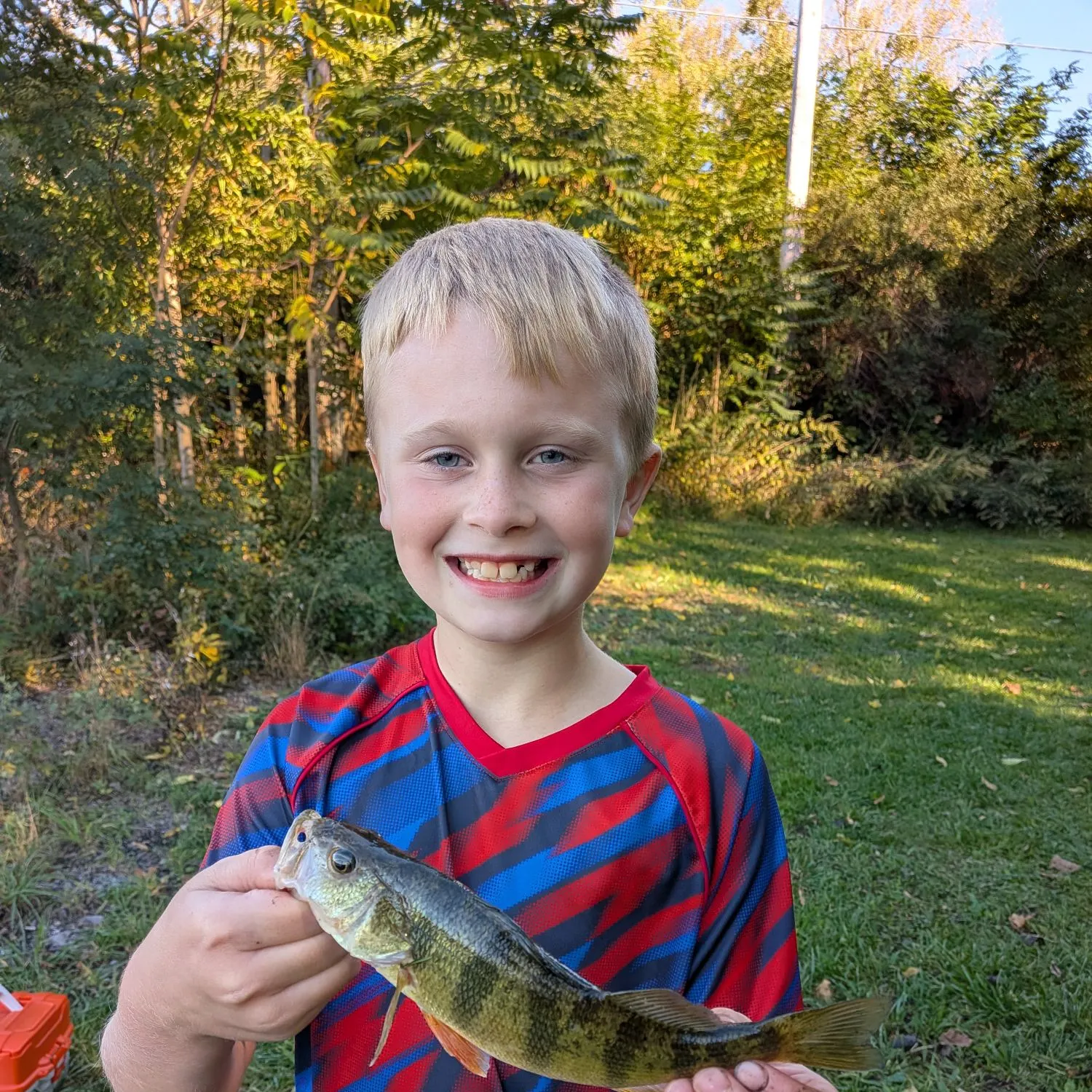 Yellow perch caught on Fishbrain