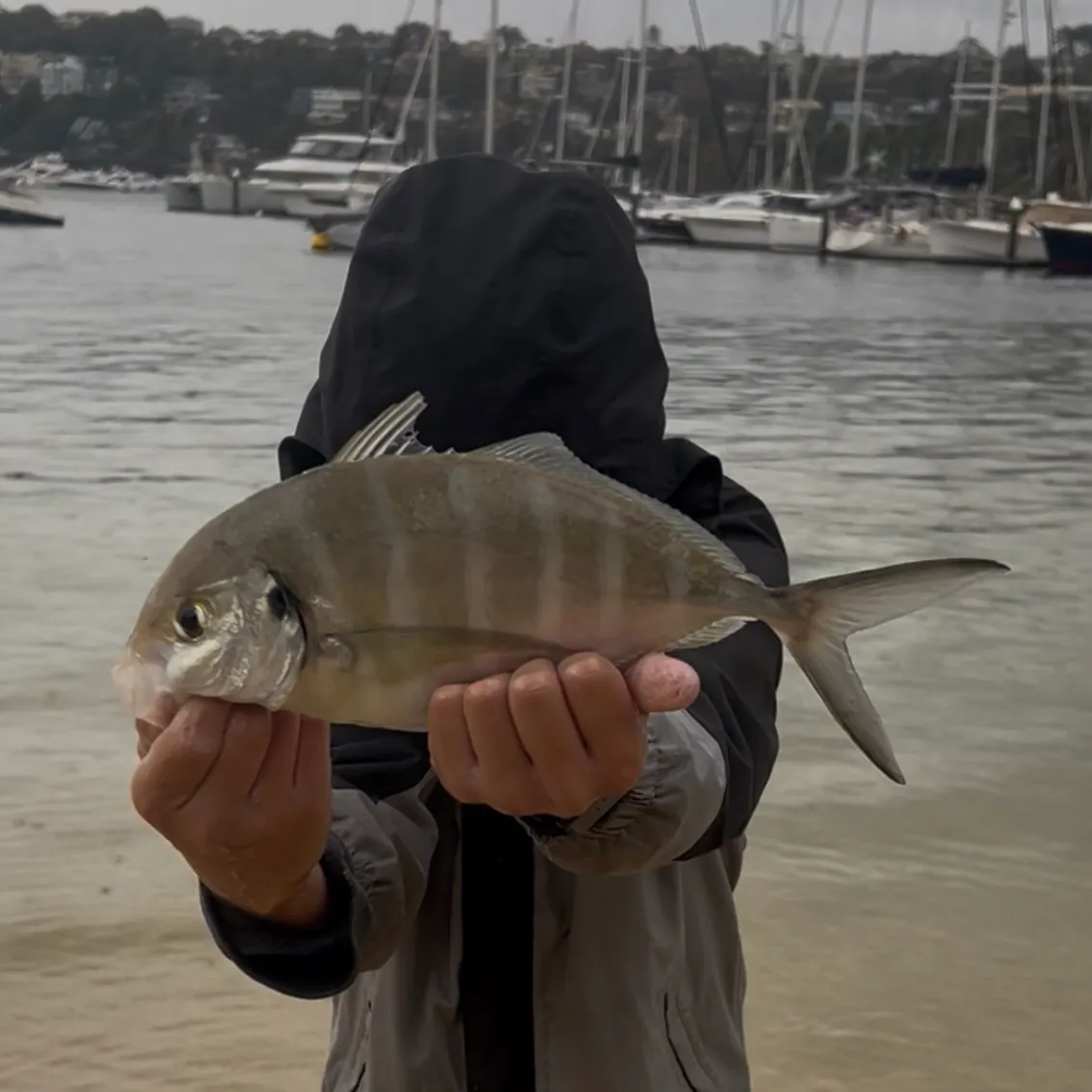 The most recent White trevally catches on Fishbrain