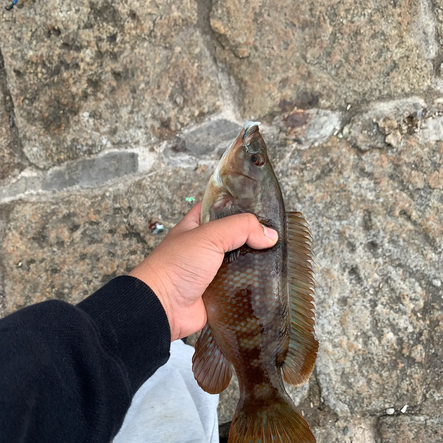 Corkwing wrasse caught on Fishbrain