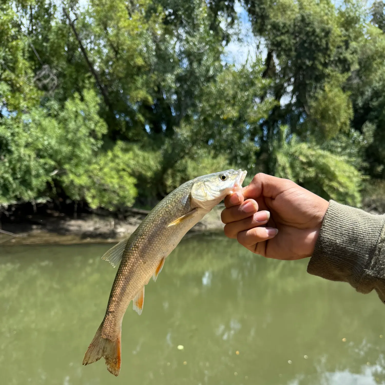 The most recent Splittail catches on Fishbrain