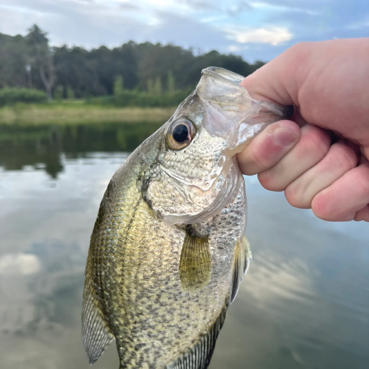 Black crappie caught on Fishbrain