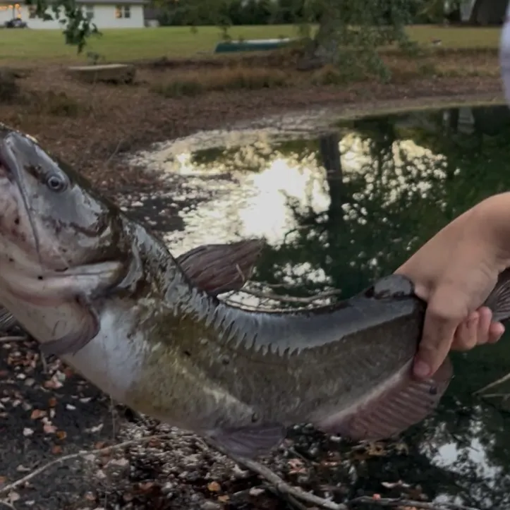 Channel catfish caught on Fishbrain