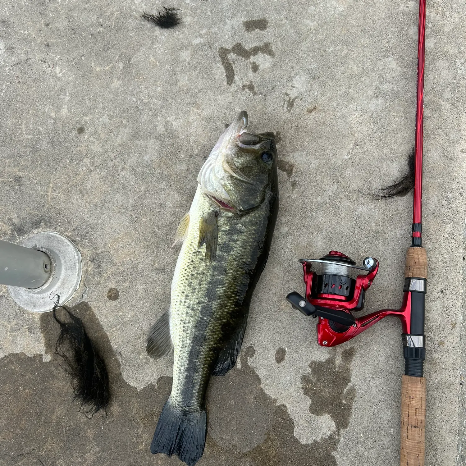 Largemouth bass caught on Fishbrain