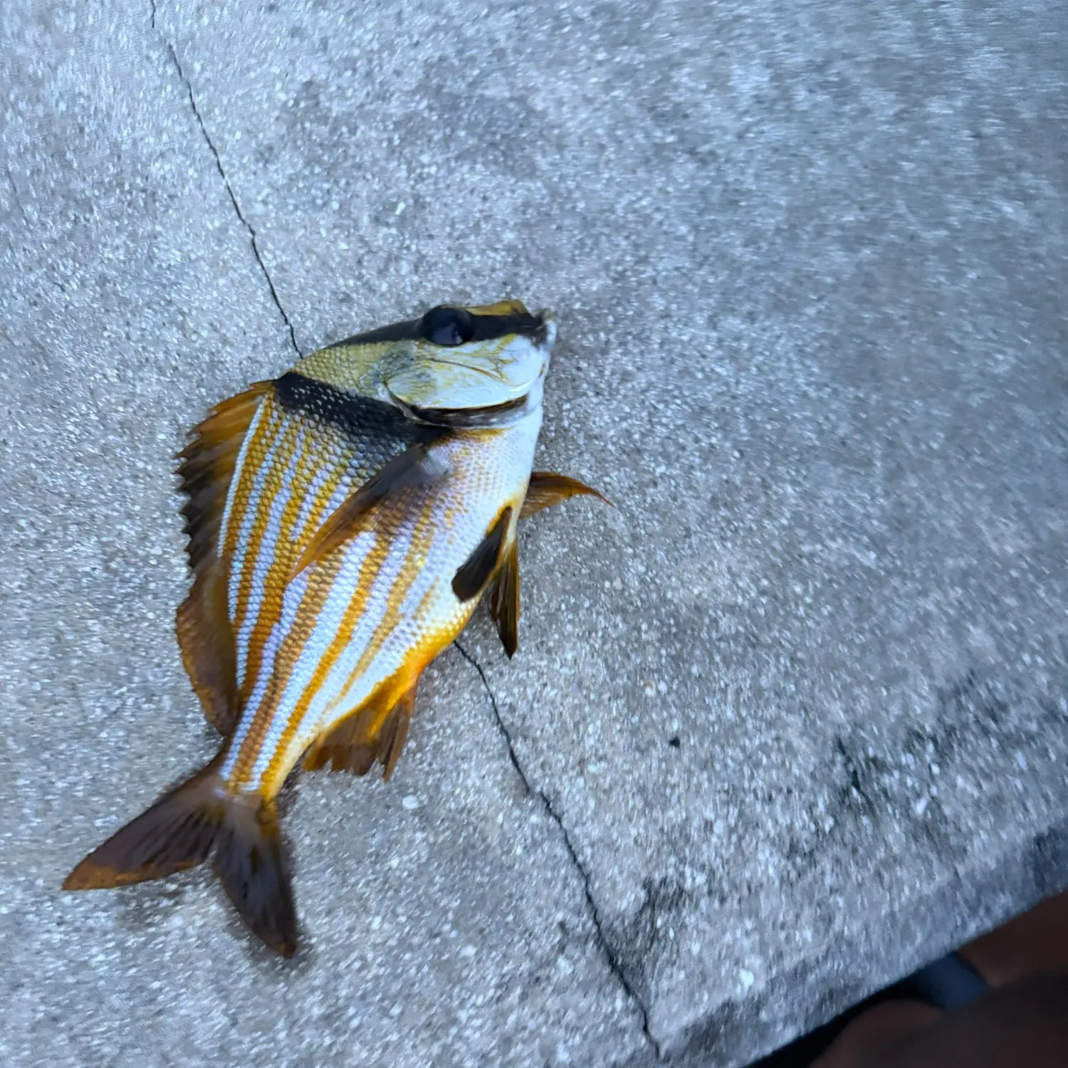 The most recent Atlantic porkfish catches on Fishbrain