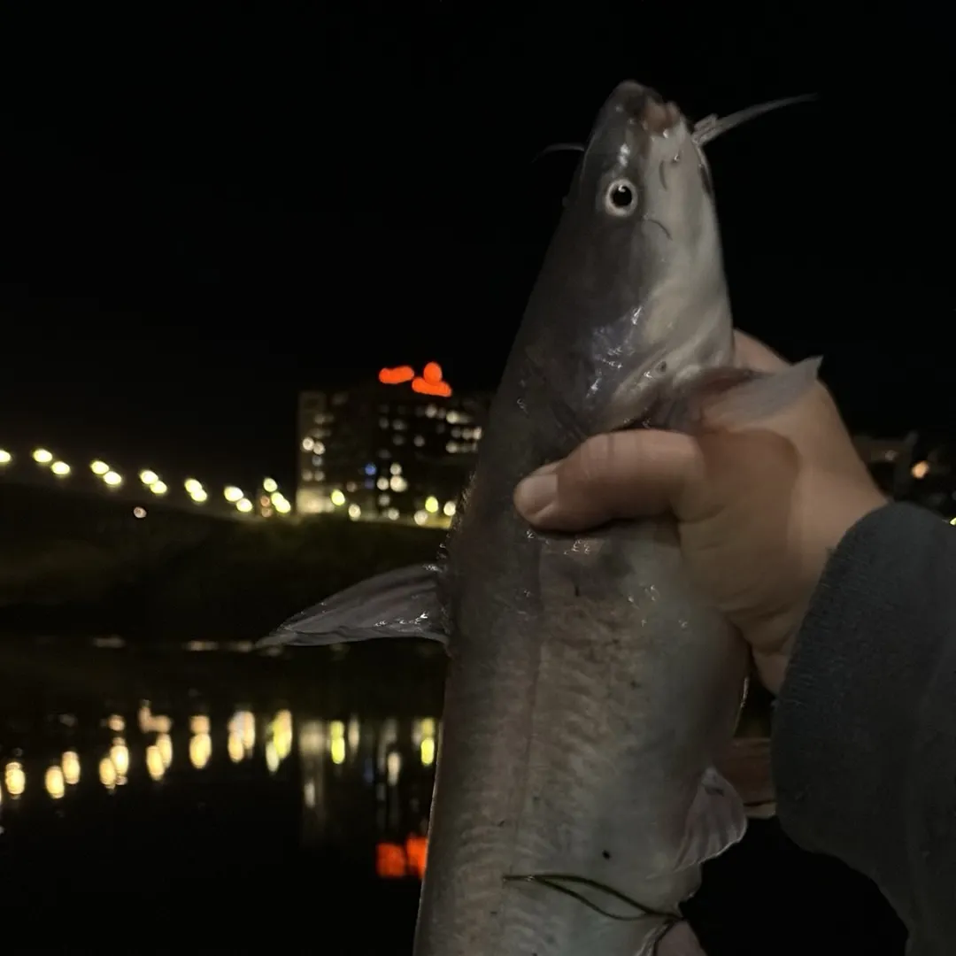 Blue catfish caught on Fishbrain