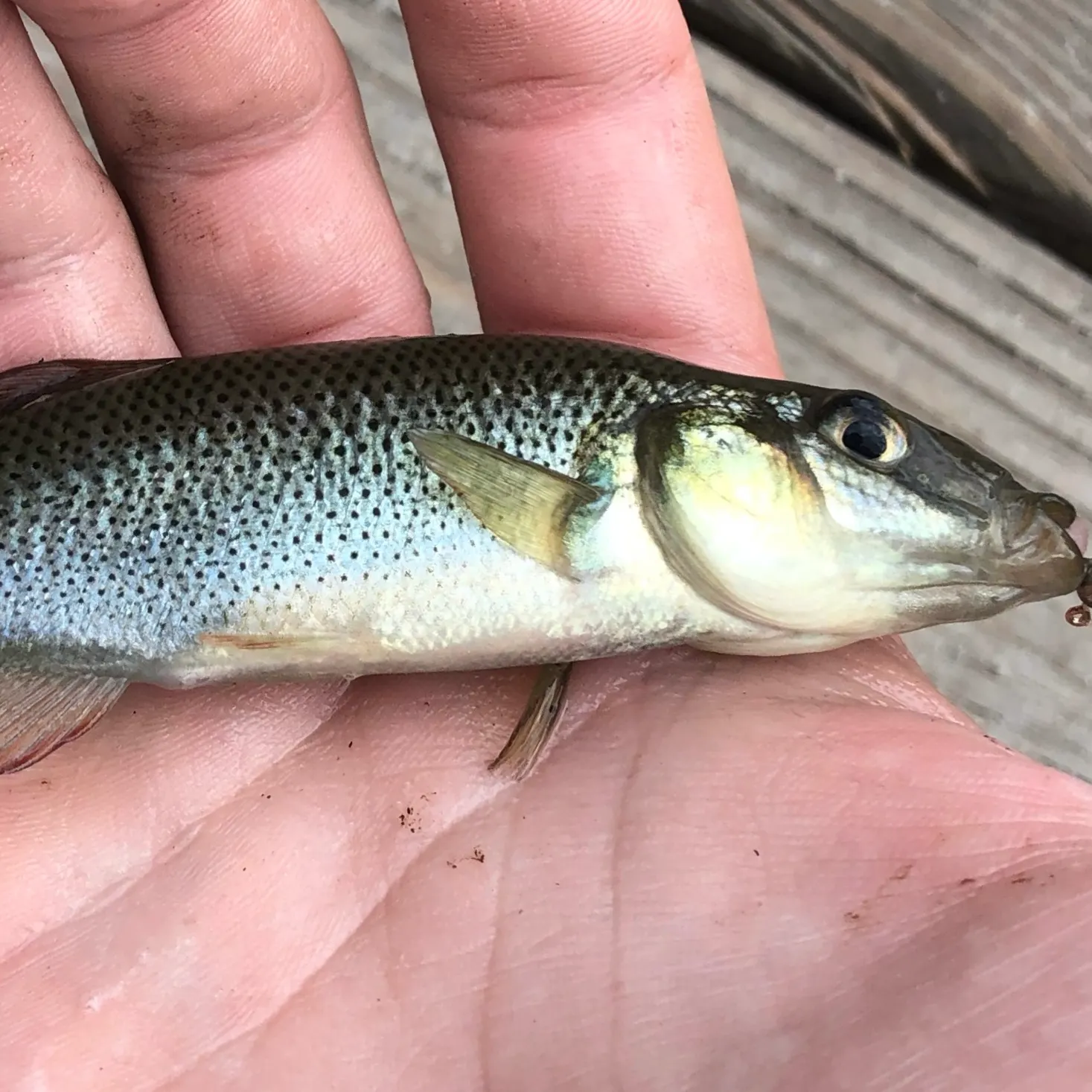 The most recent Seminole killifish catches on Fishbrain