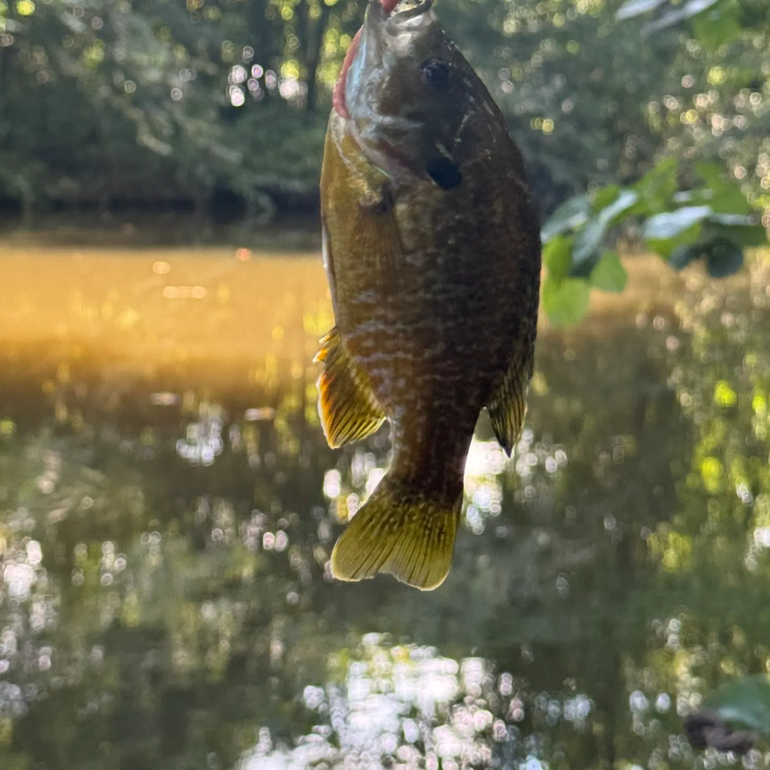 Greengill hybrid caught on Fishbrain
