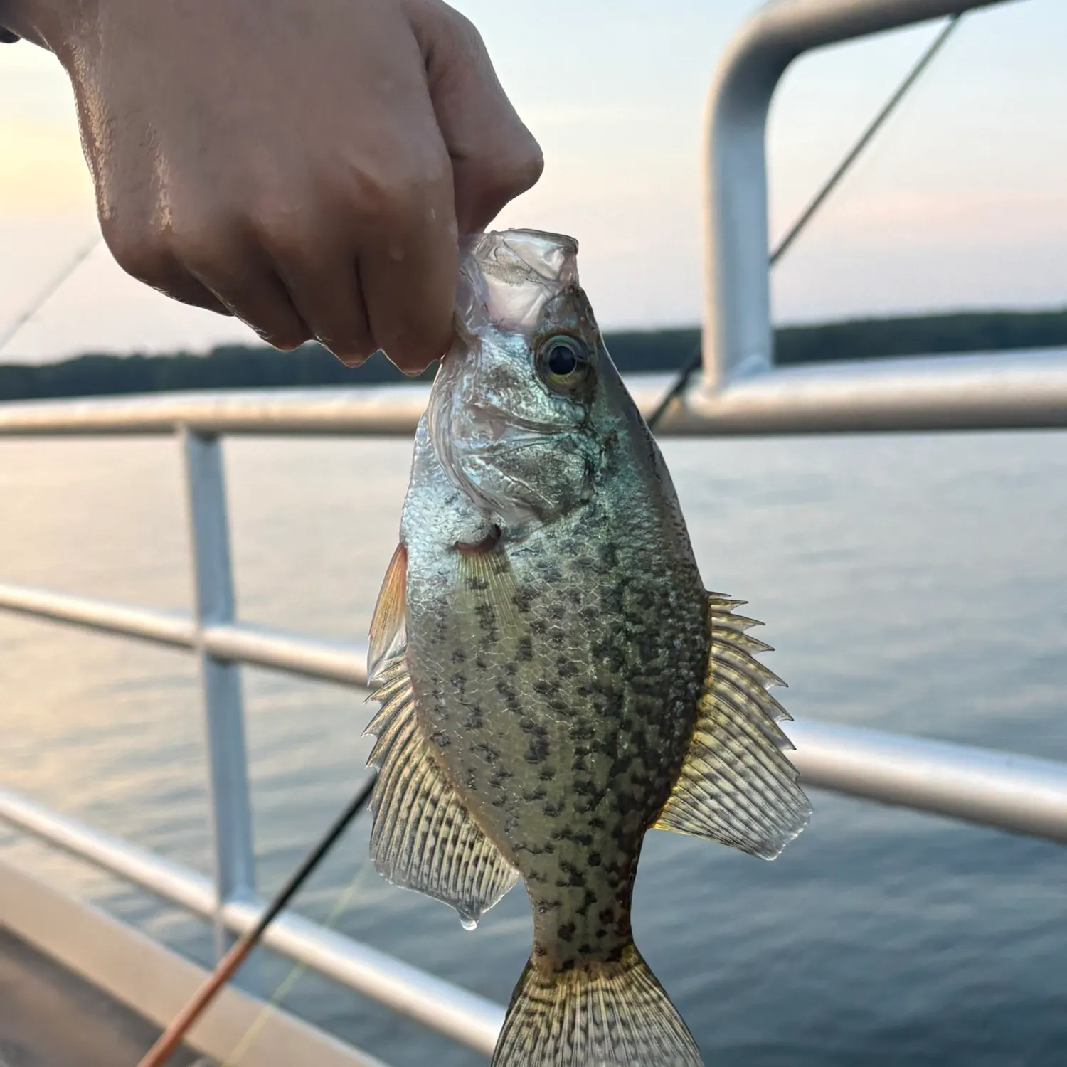 Black crappie caught on Fishbrain