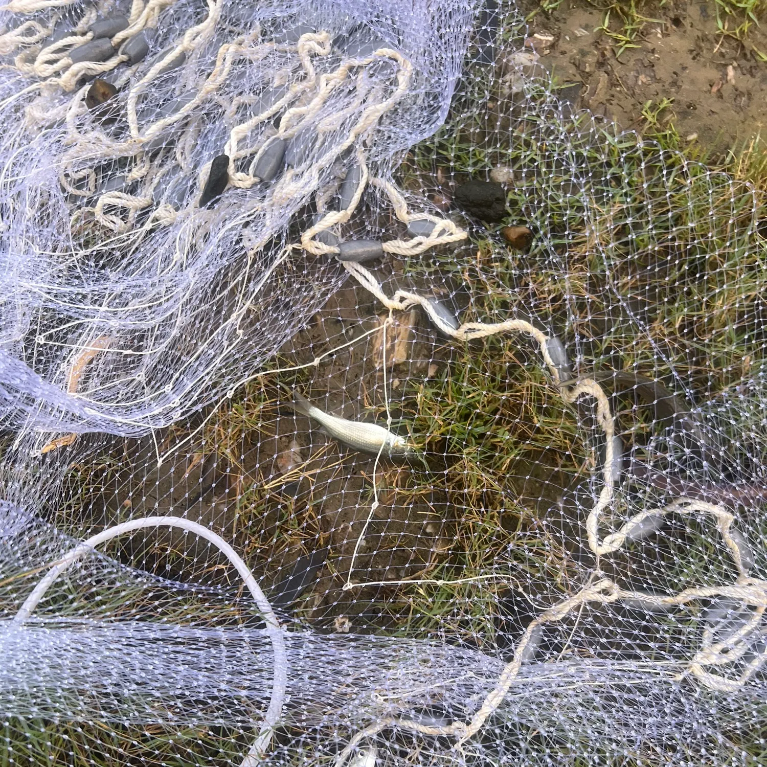 The most recent Striped mullet catches on Fishbrain