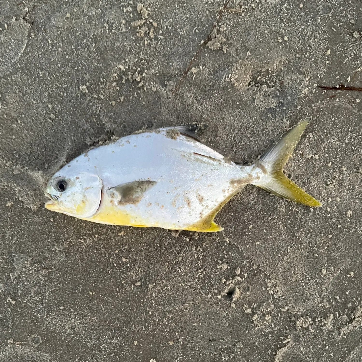 Florida pompano caught on Fishbrain