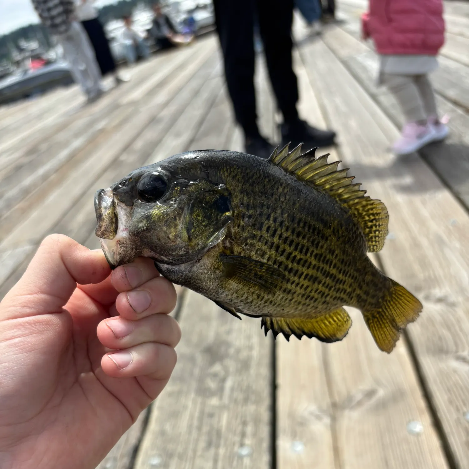 catch