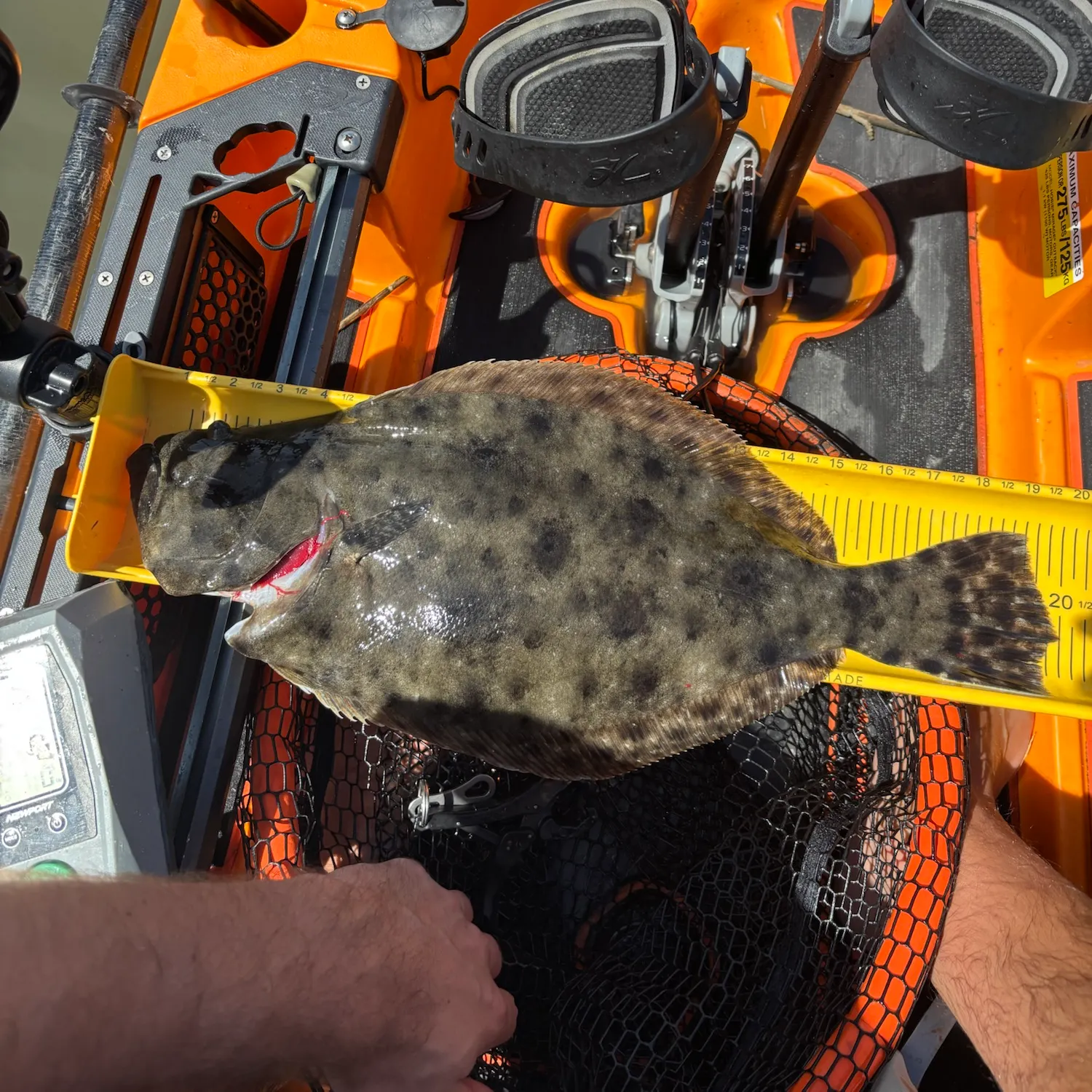 Summer flounder caught on Fishbrain