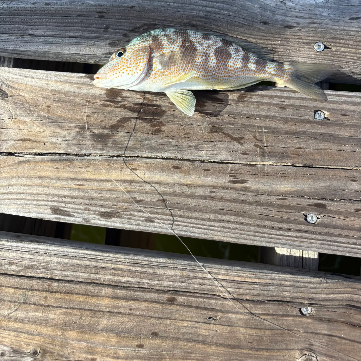 Pigfish caught on Fishbrain