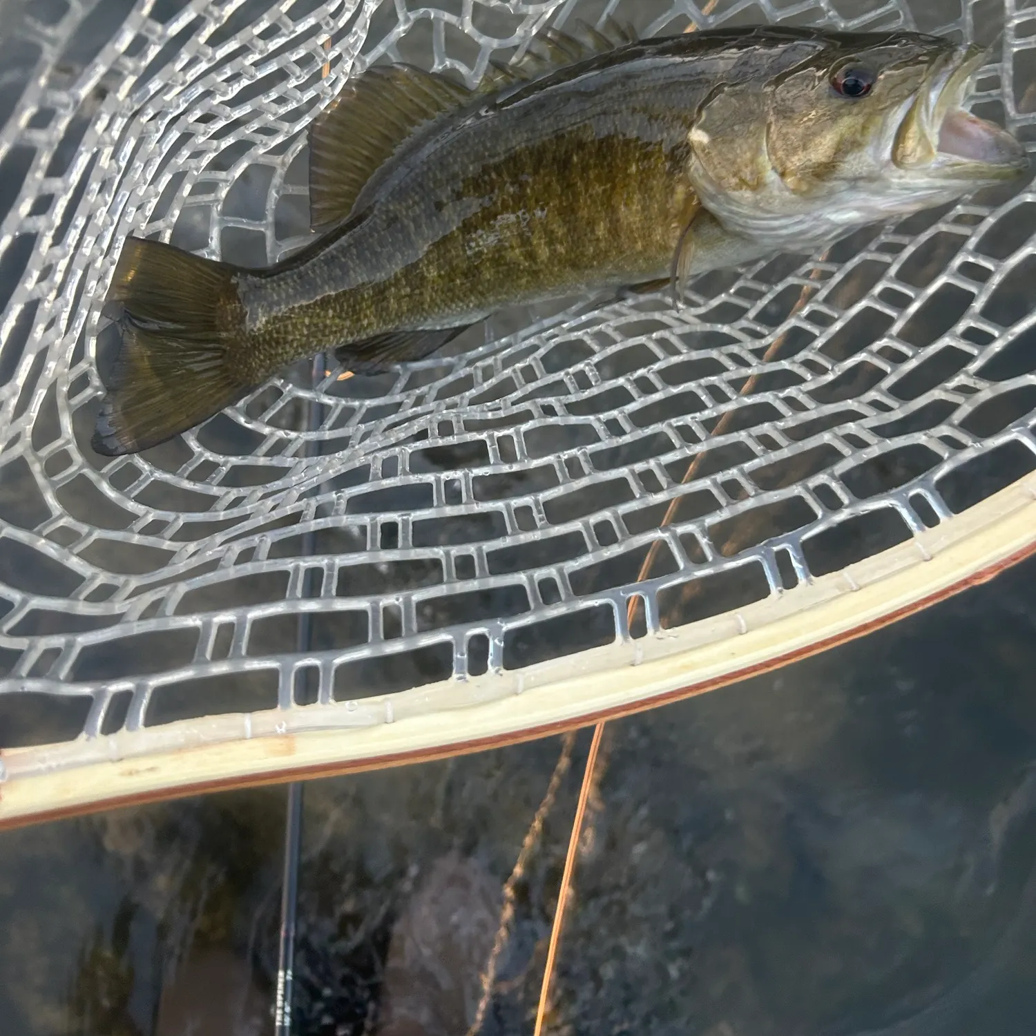 Smallmouth bass caught on Fishbrain