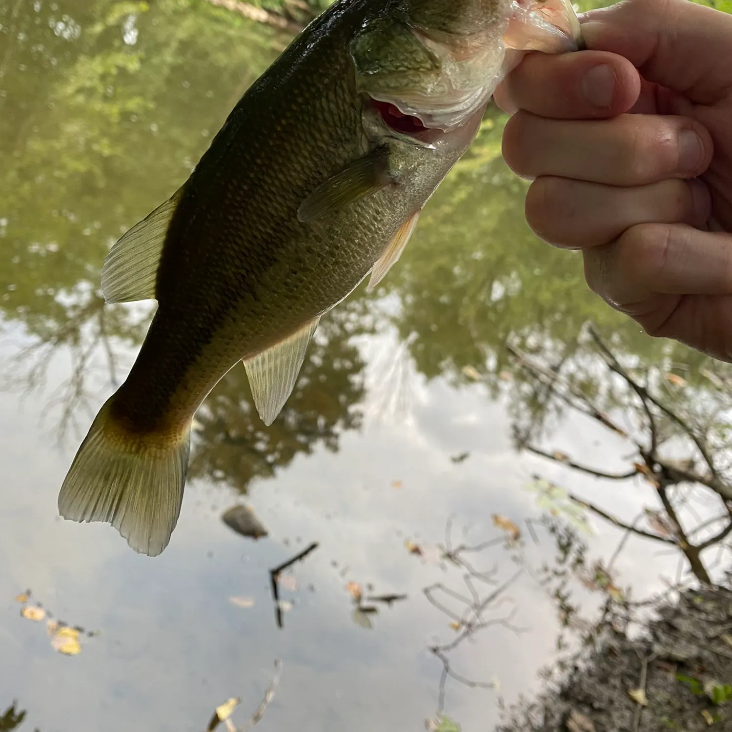 angler catch