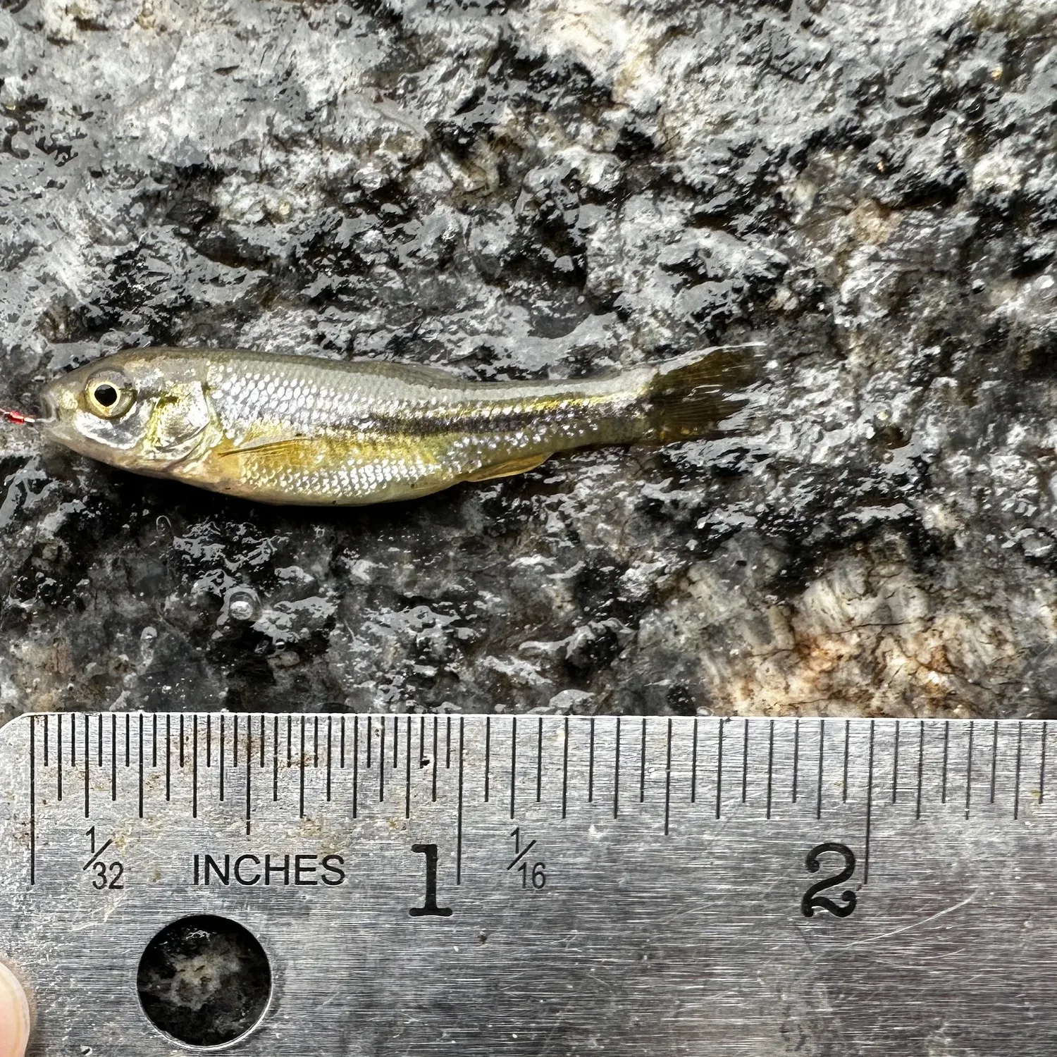 Fathead minnow caught on Fishbrain