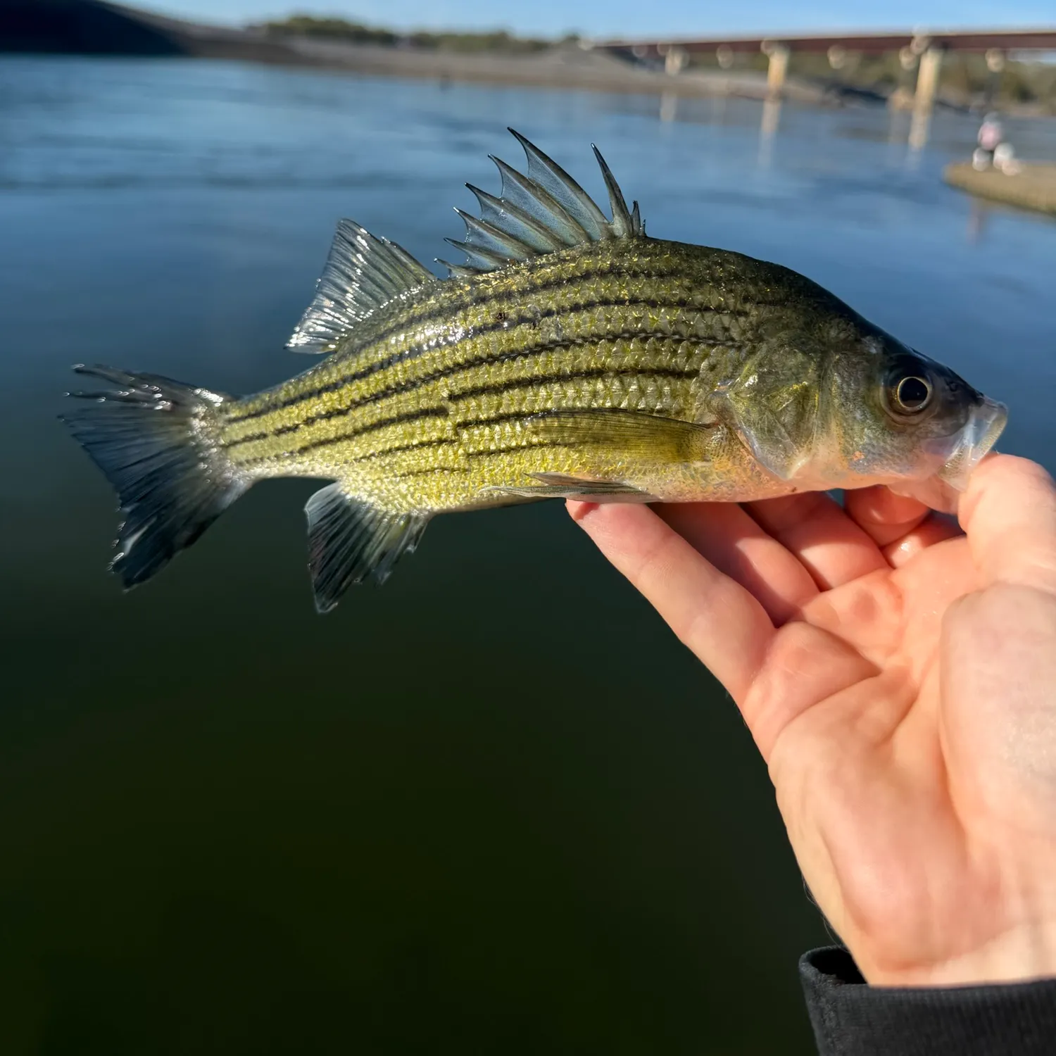Yellow bass caught on Fishbrain