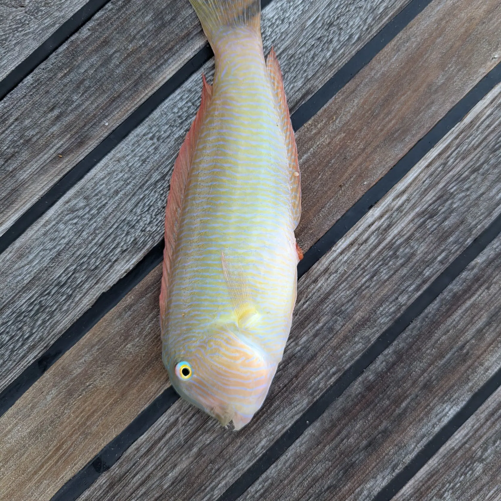 The most recent Pearly razorfish catches on Fishbrain