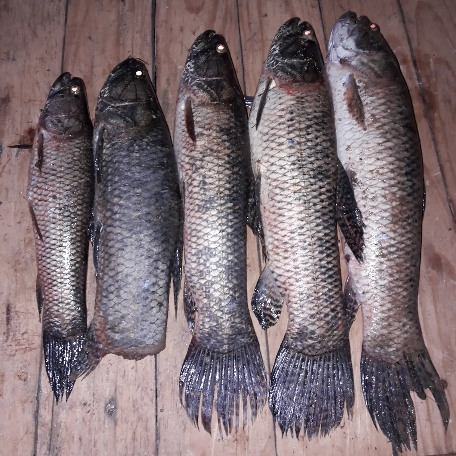 recently logged catches