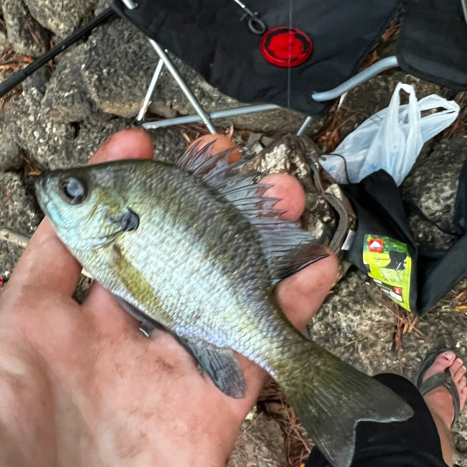 Bluegill caught on Fishbrain