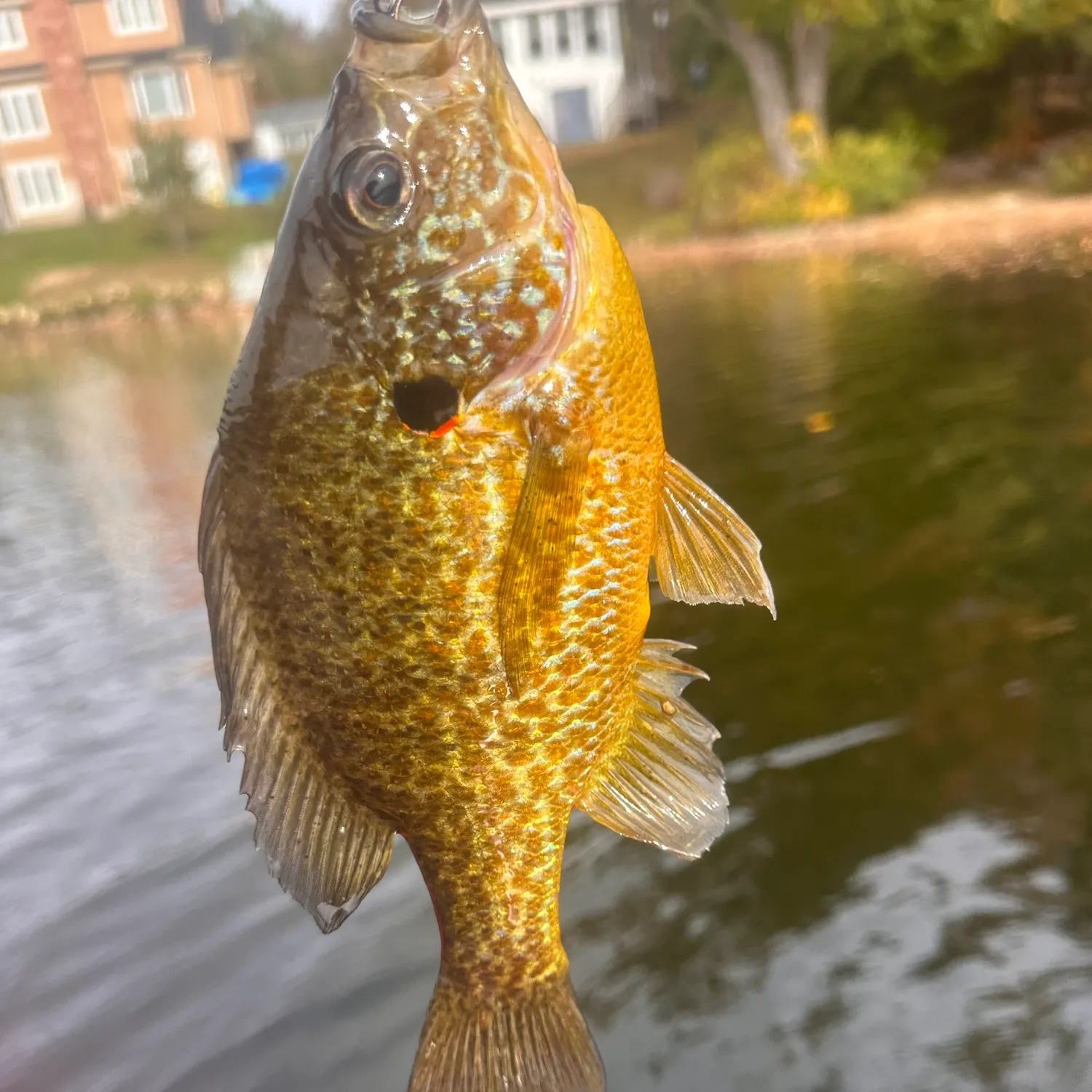 Pumpkinseed caught on Fishbrain