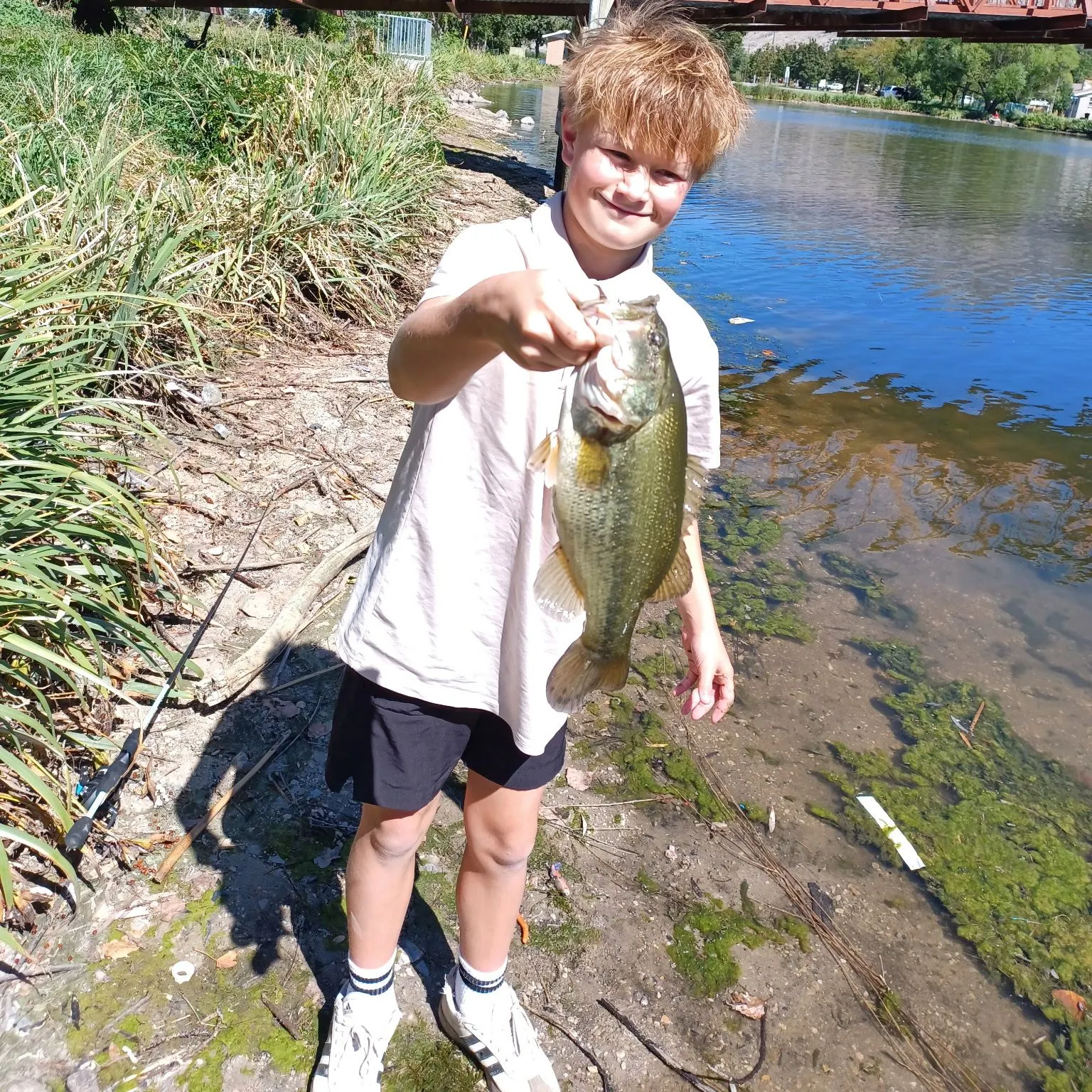 Largemouth bass caught on Fishbrain