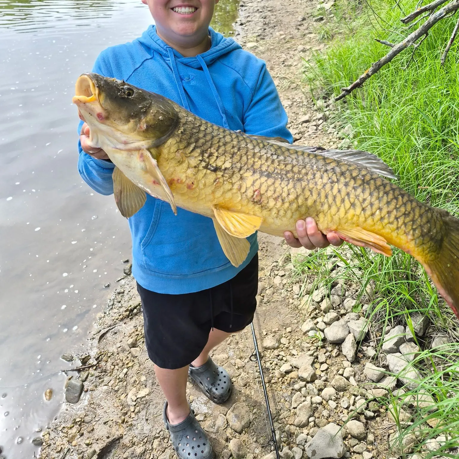Common carp caught on Fishbrain