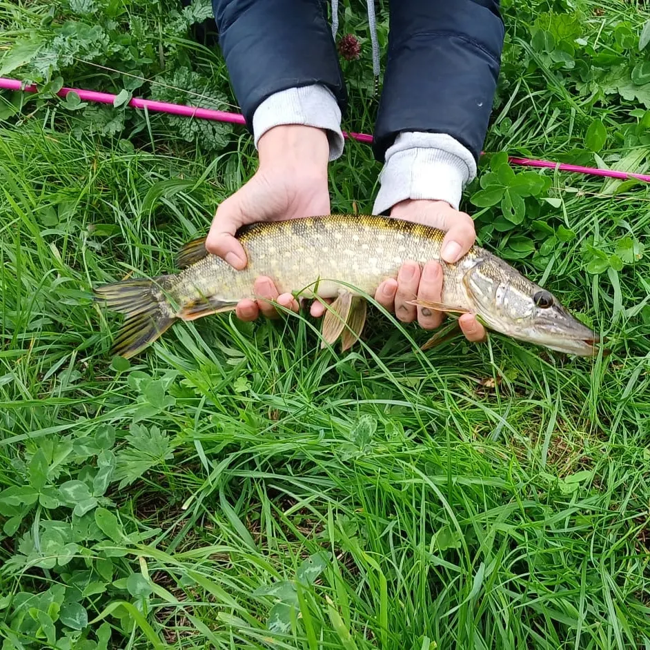 Northern pike caught on Fishbrain