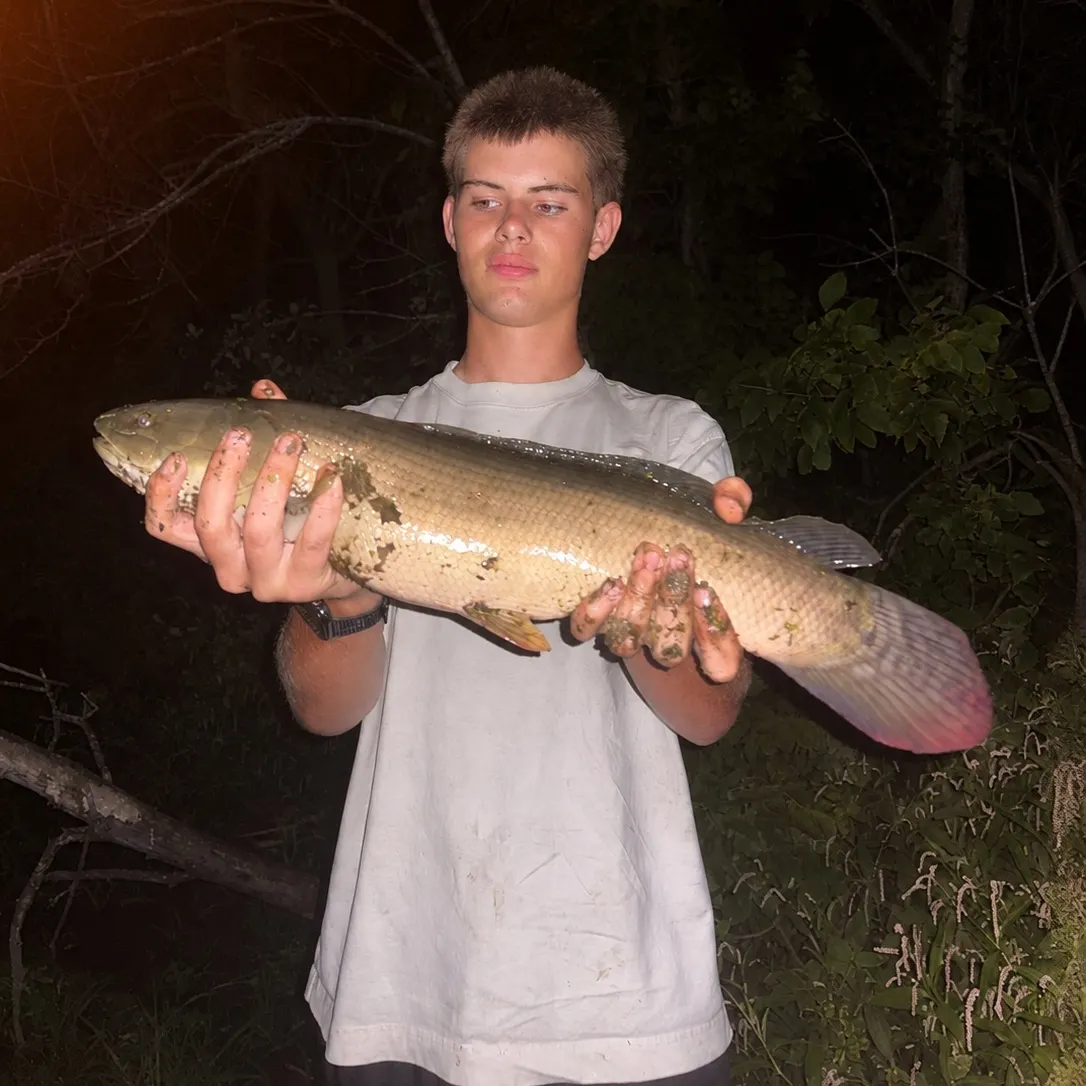 Eyetail bowfin caught on Fishbrain