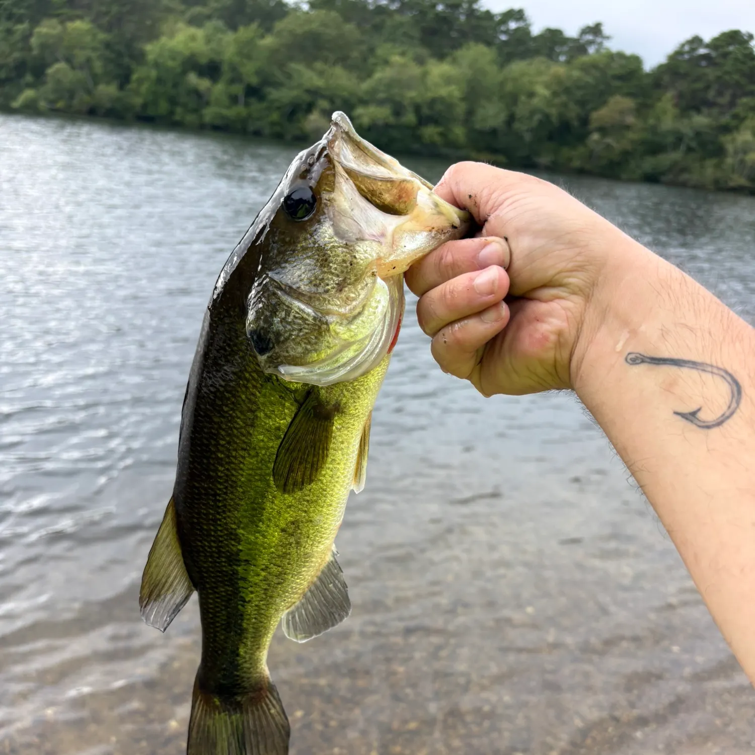 Largemouth bass caught on Fishbrain