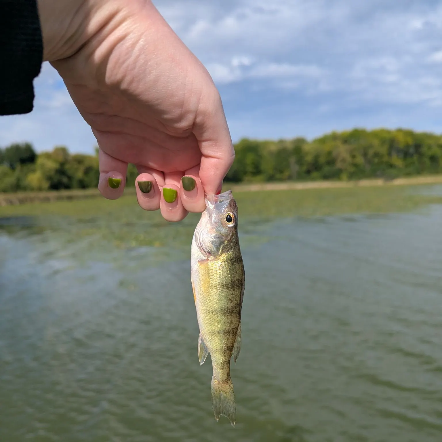 Yellow perch caught on Fishbrain