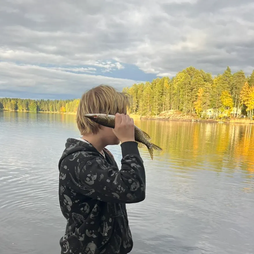 Northern pike caught on Fishbrain