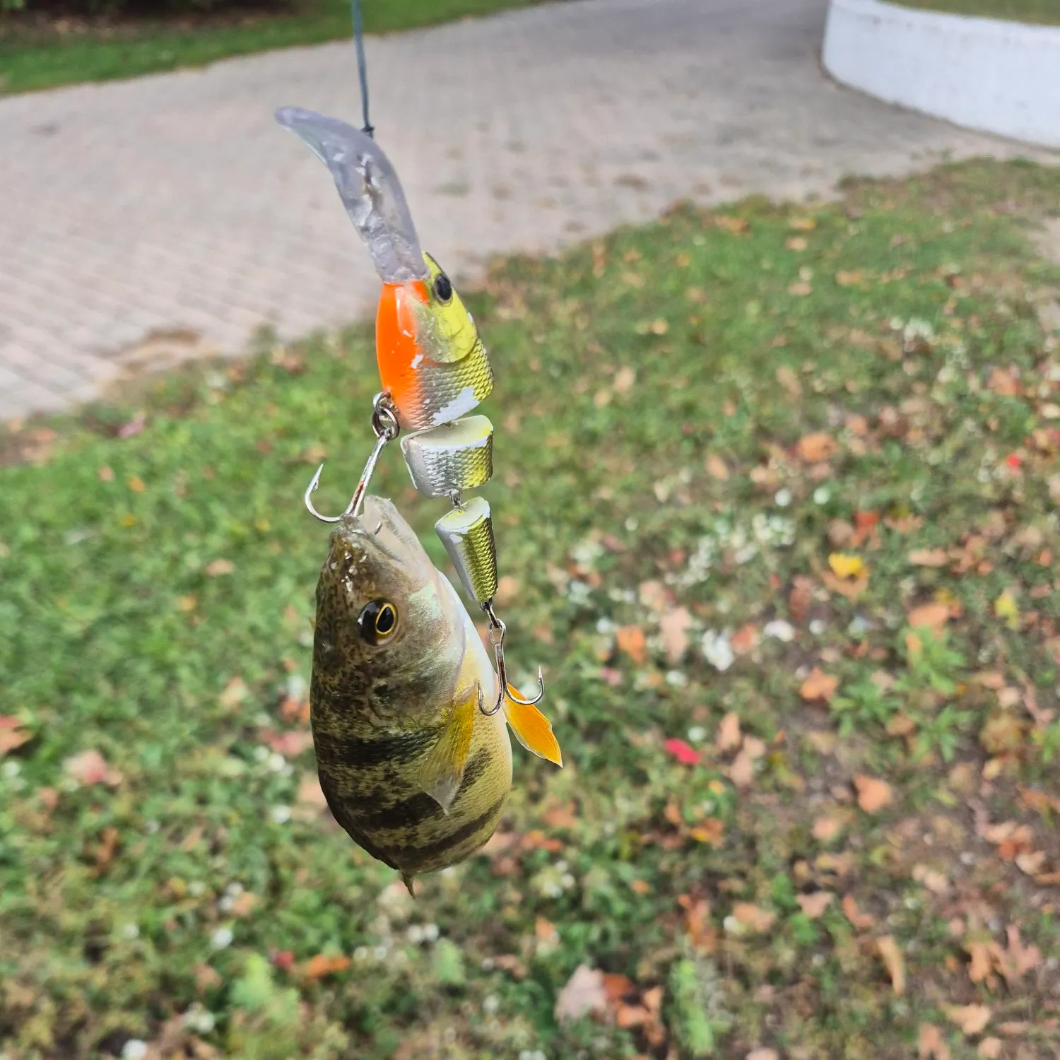 Yellow perch caught on Fishbrain