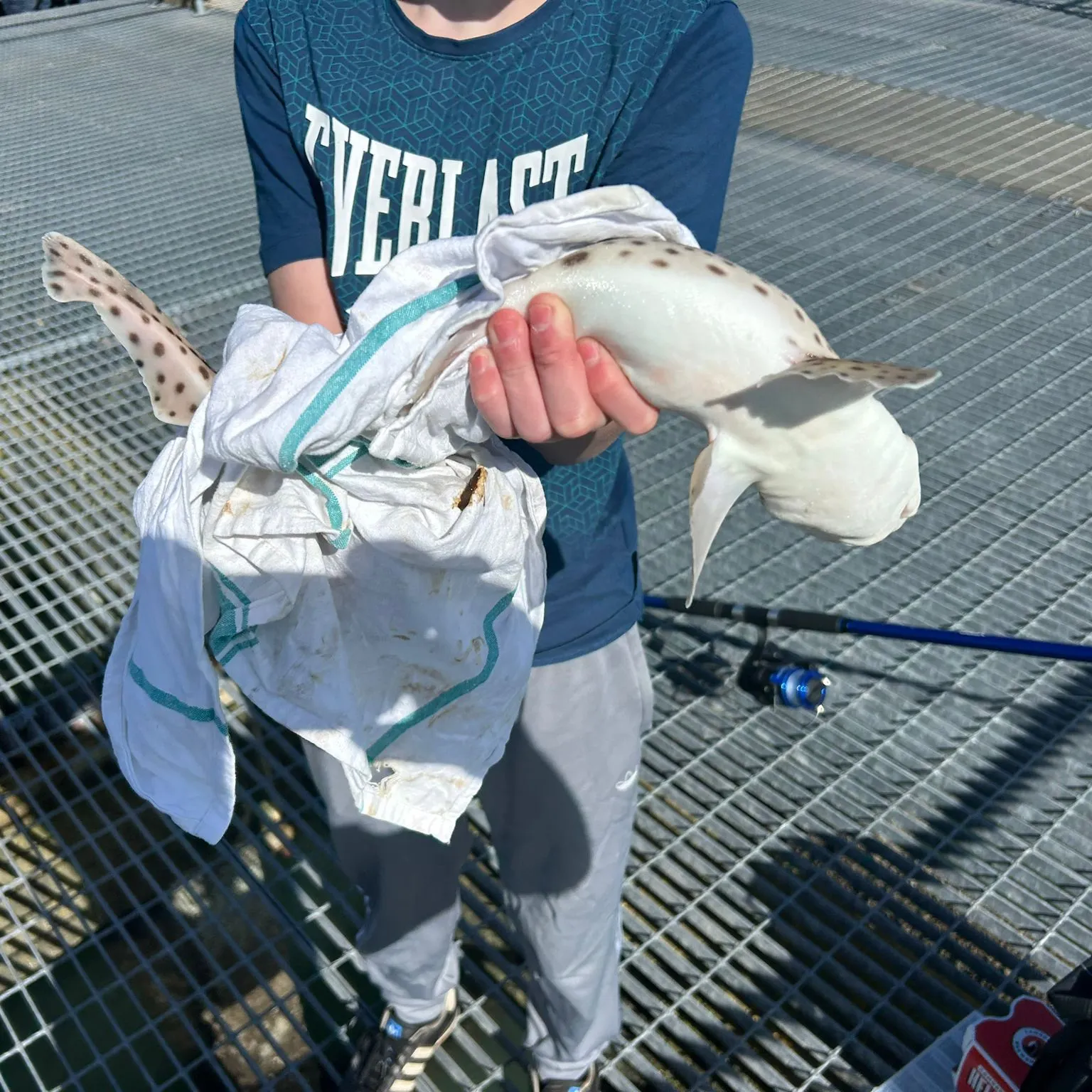 The most recent Piked dogfish catches on Fishbrain