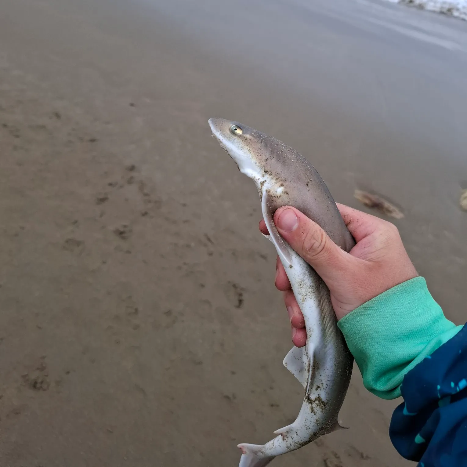 The most popular recent Common smooth-hound catch on Fishbrain