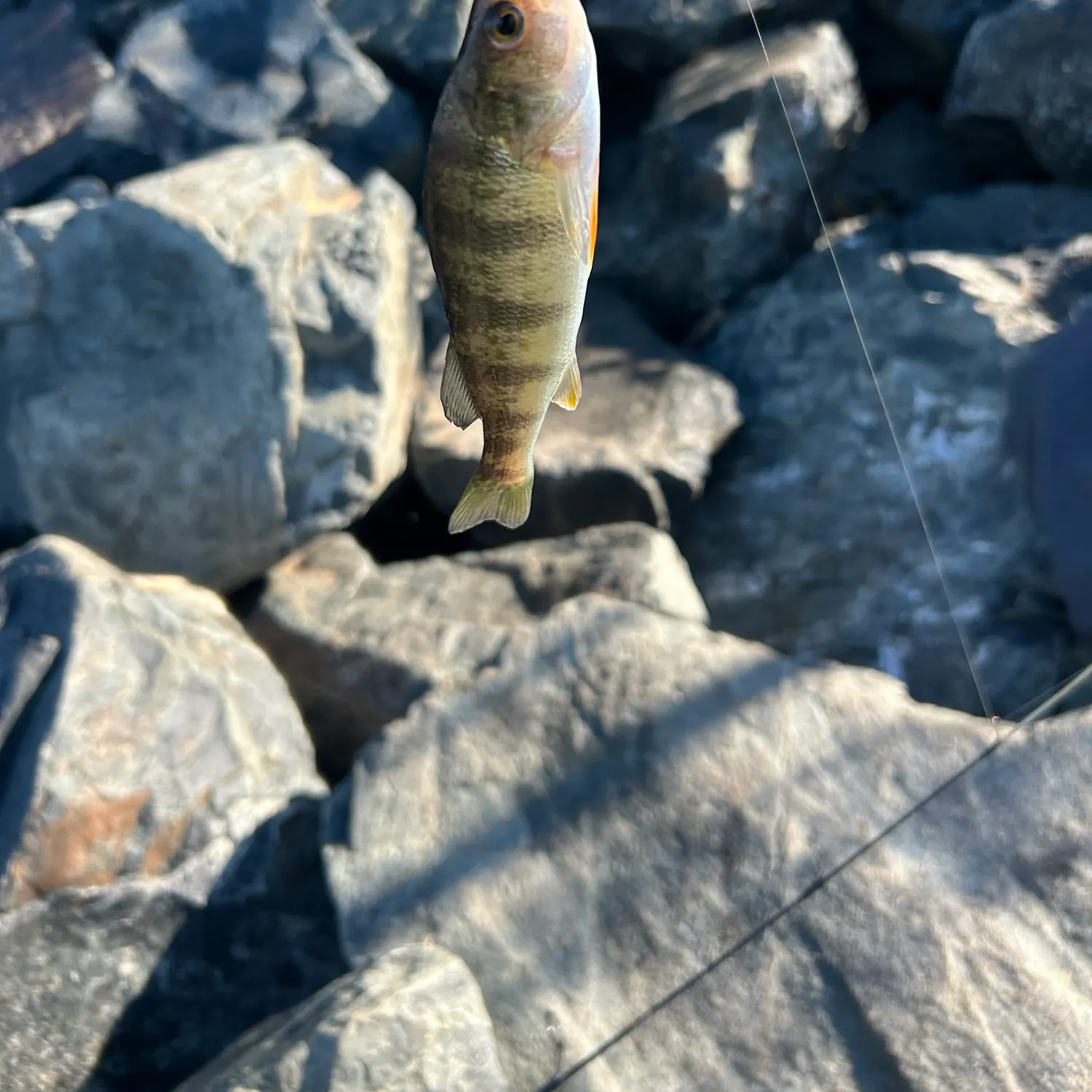Yellow perch caught on Fishbrain