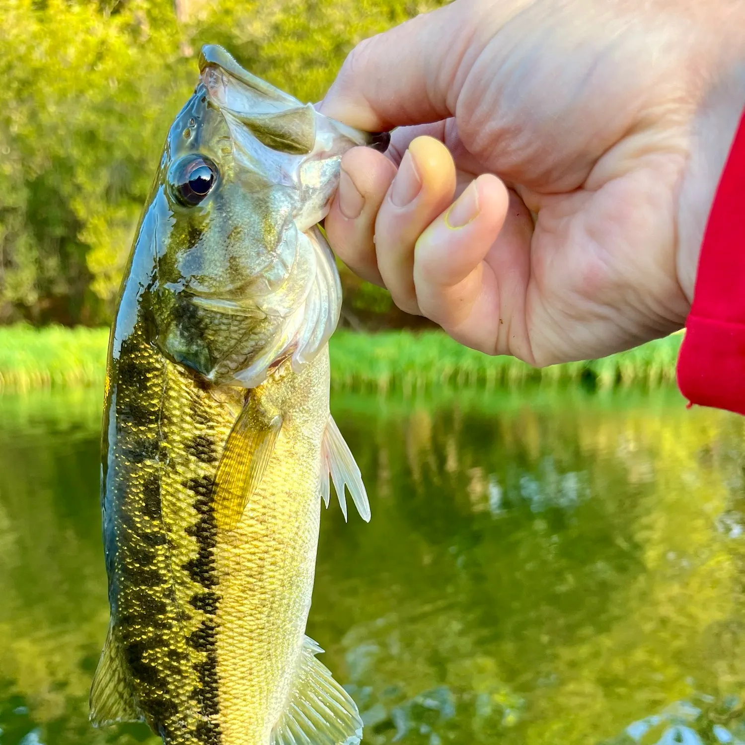 Spotted bass caught on Fishbrain