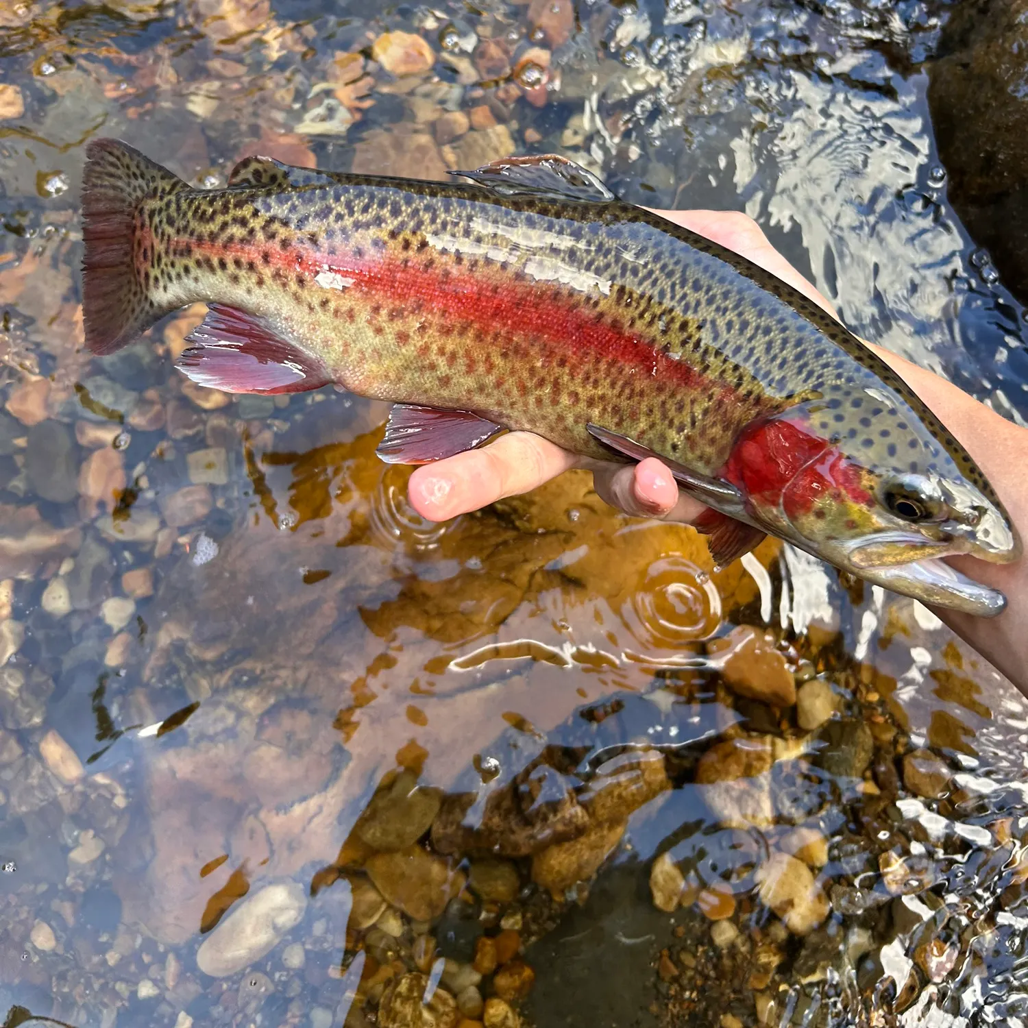 Rainbow trout caught on Fishbrain