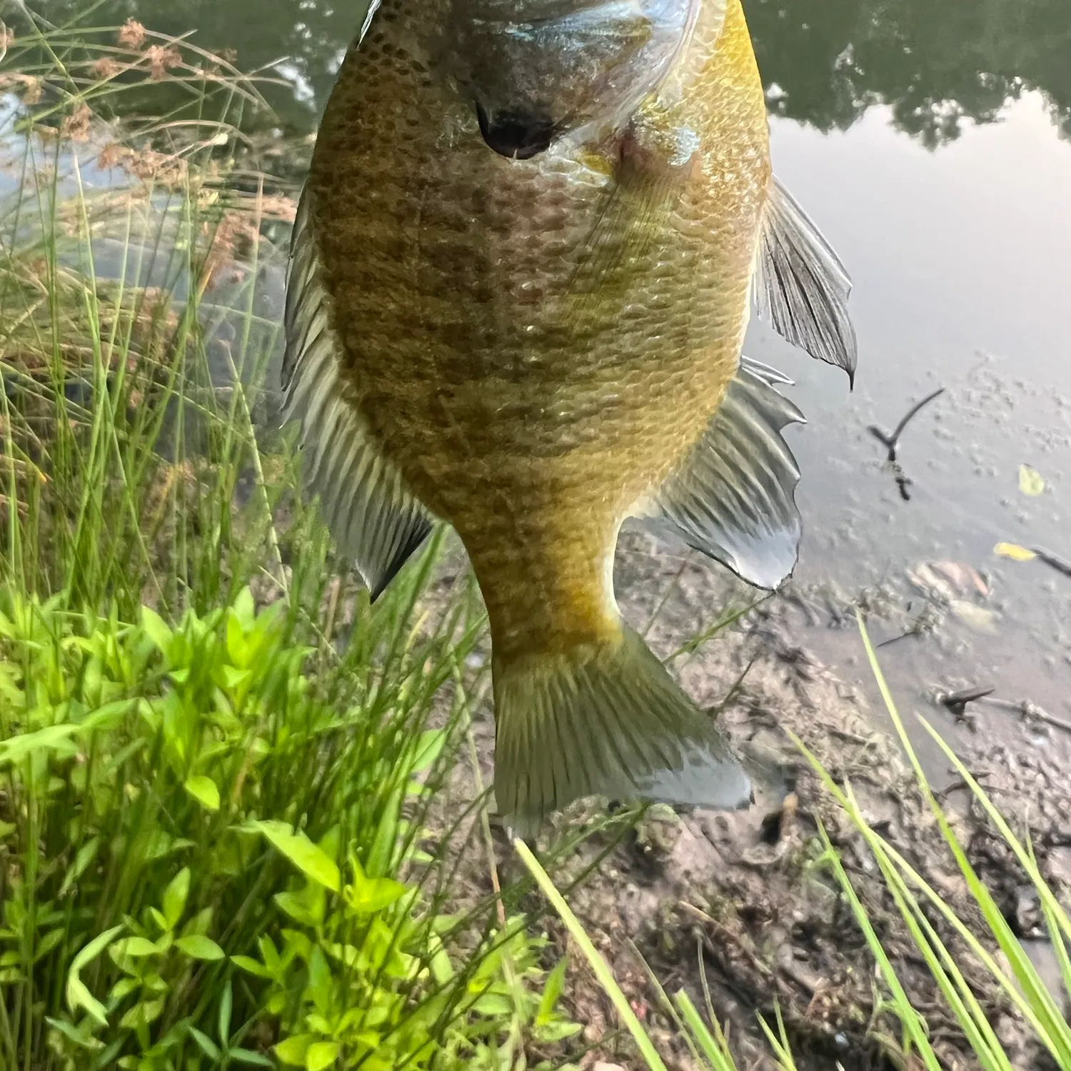 Bluegill caught on Fishbrain